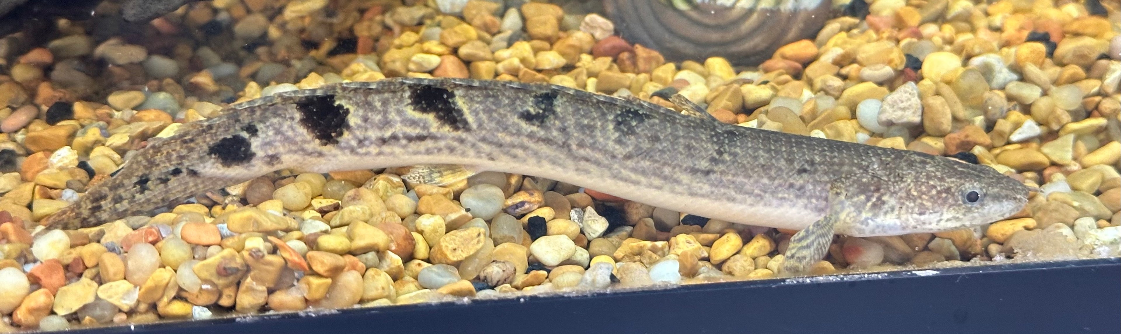 Delhezi Polypterus (5-5.5”)
