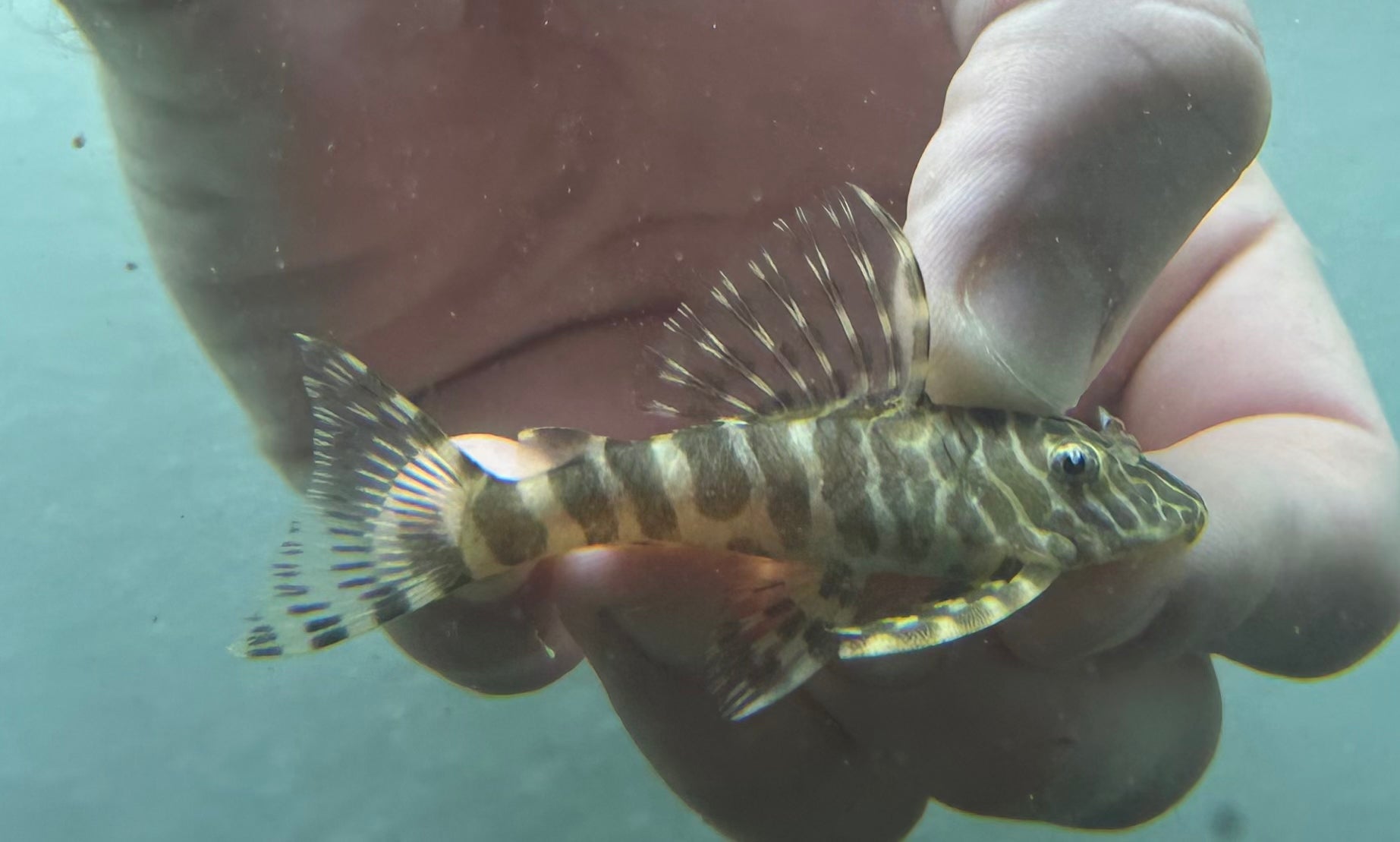 L134 Leopard Frog Pleco (2.5”)