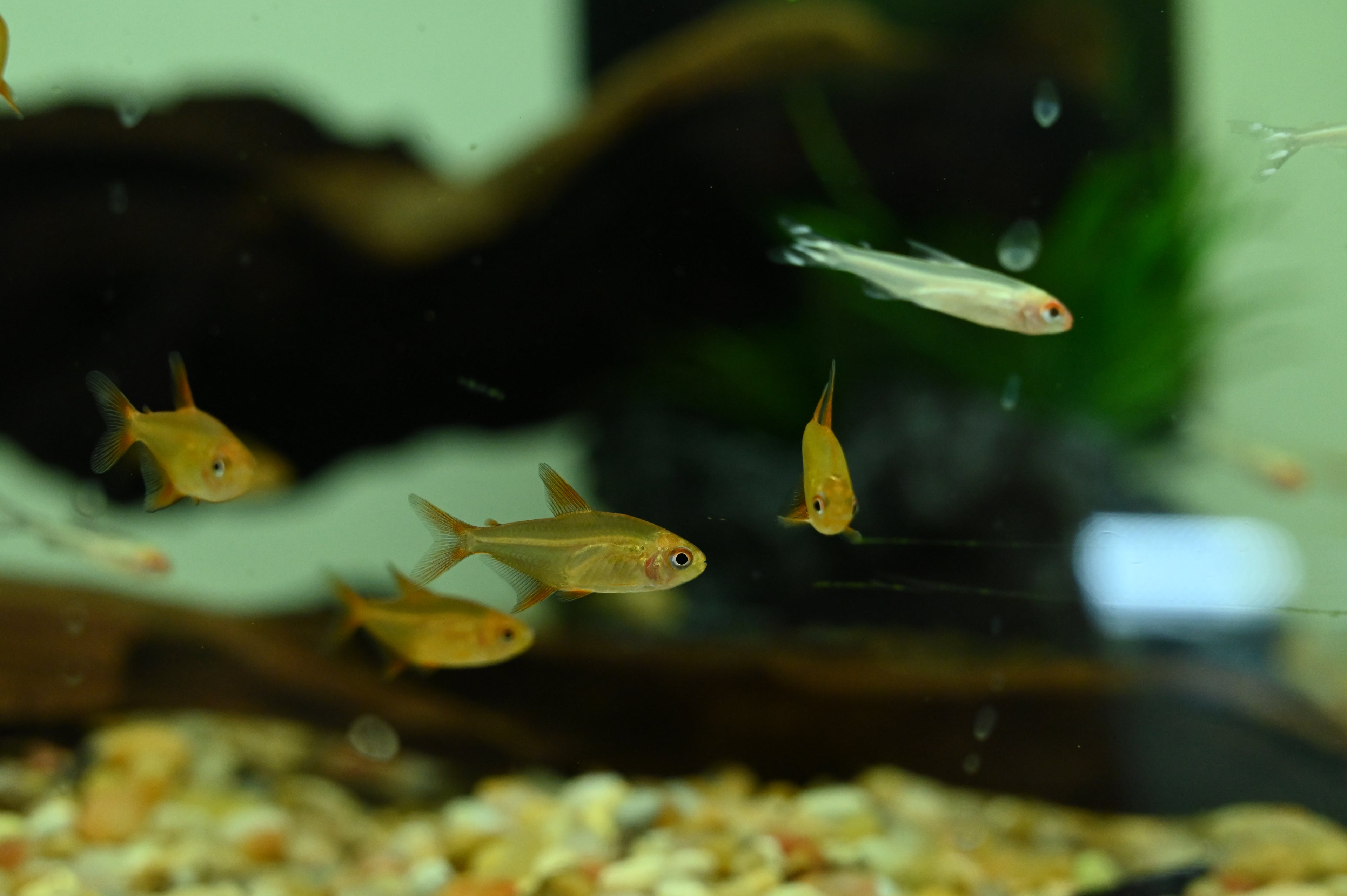 Super Red Cherry Mzuel Tetra (1.25”)