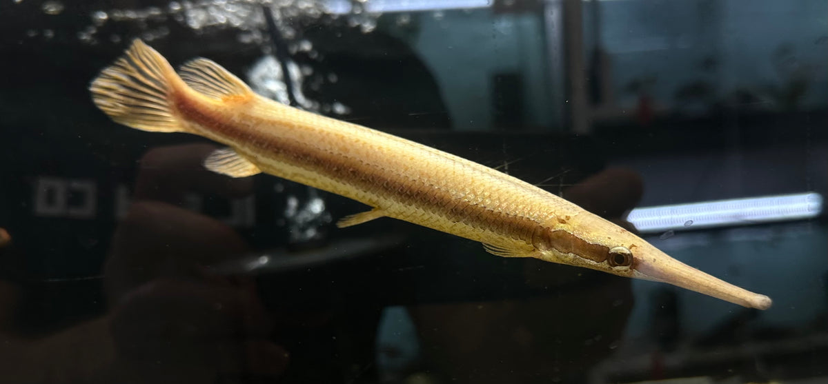 RED Florida Gar (8-9”)