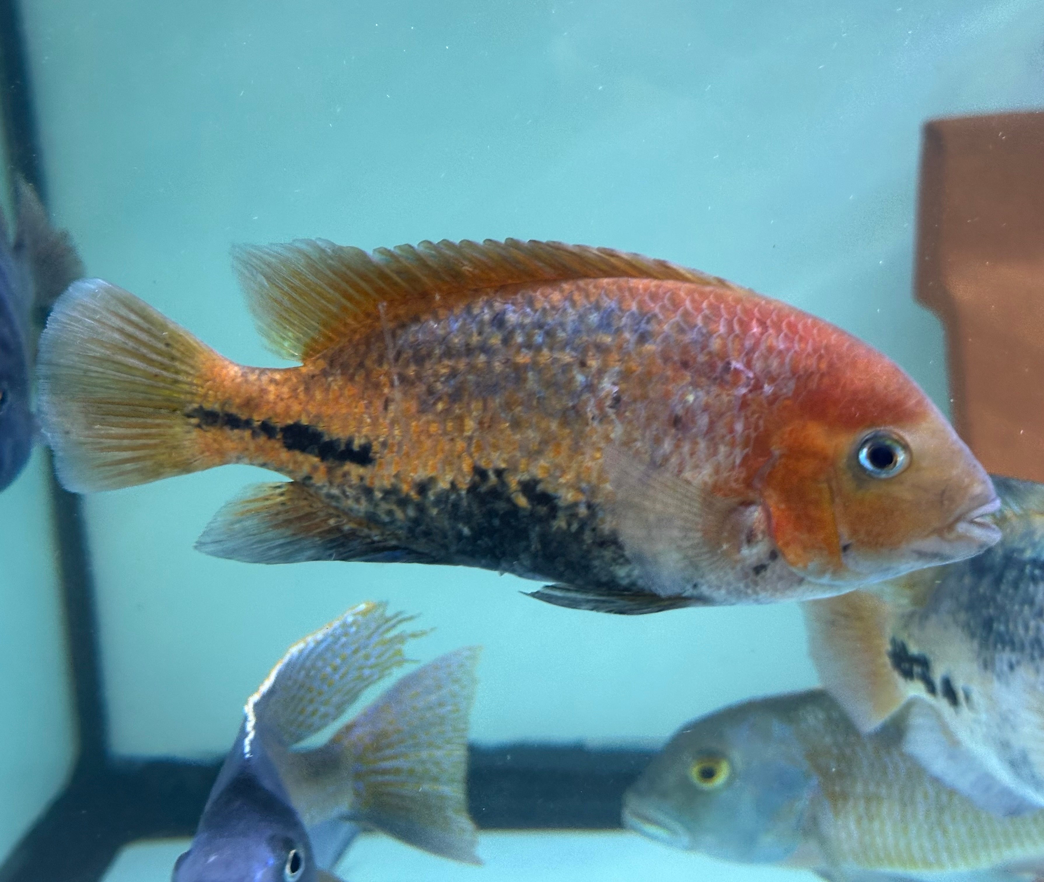 Large Red Head Melanurus Vieja Cichlid (6-6.5”)