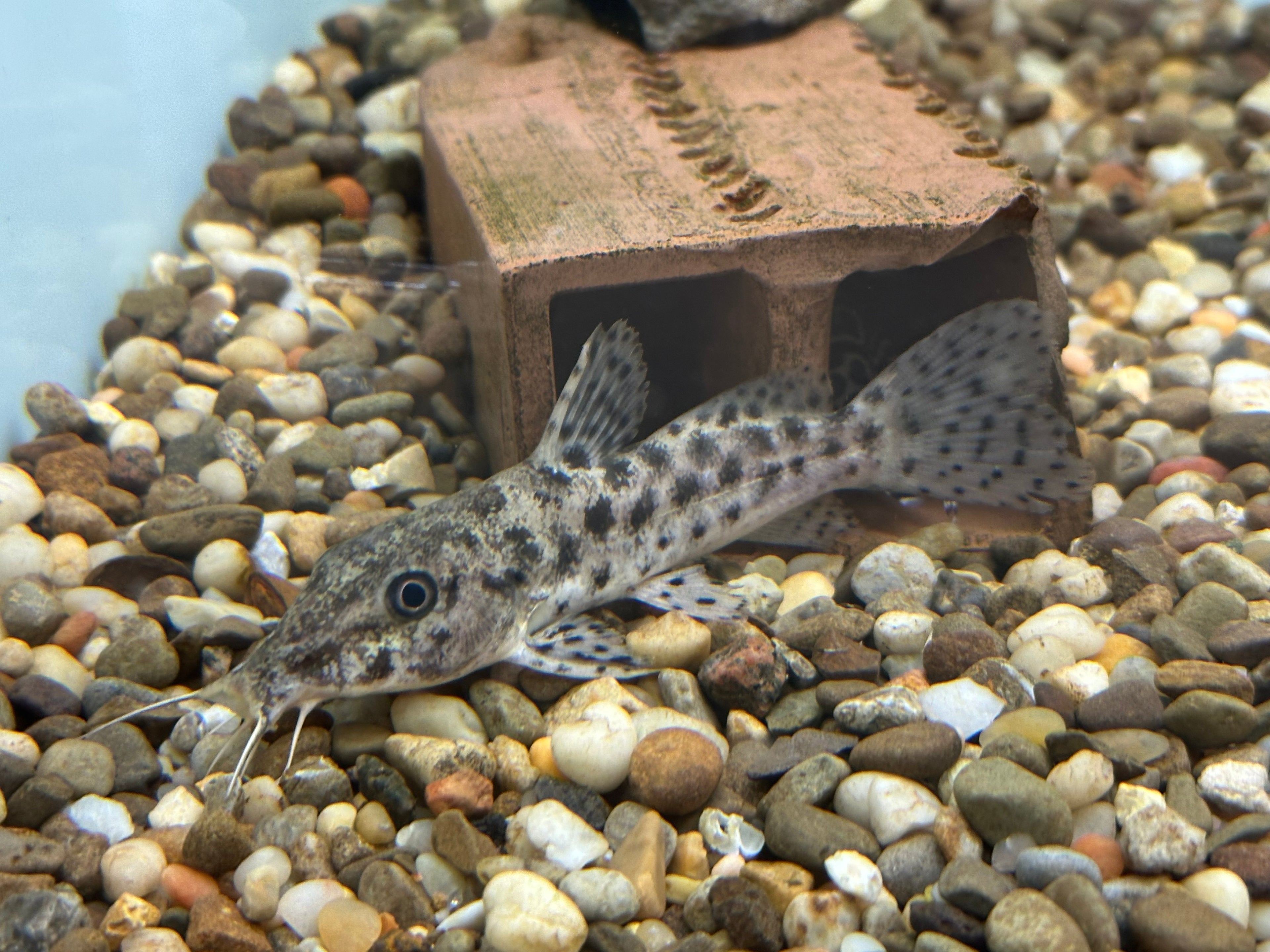 Giraffenose Catfish (2.5”)