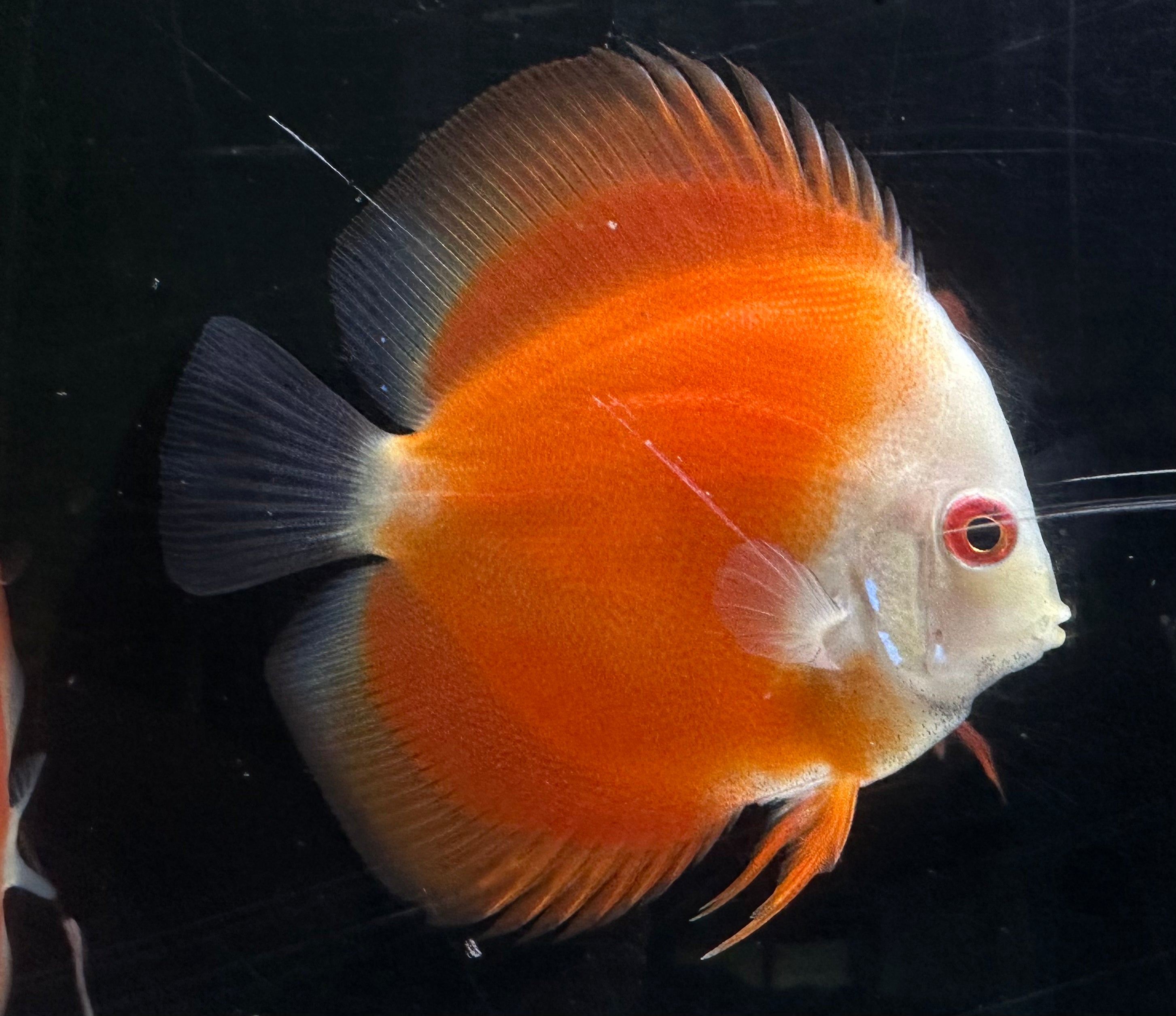 Royal Red Discus (3”)