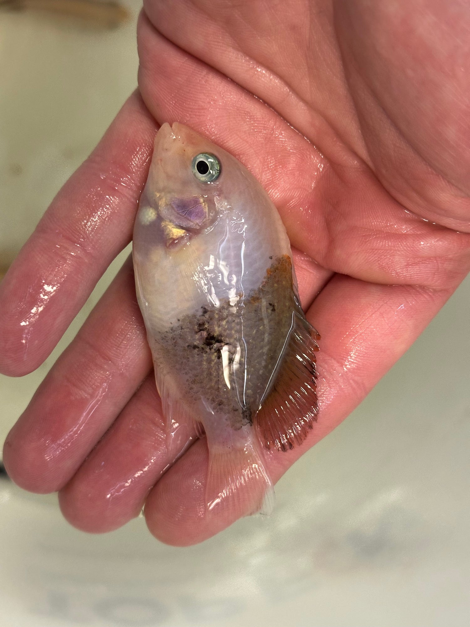 Marble Fenestratus Vieja (2.5”+)