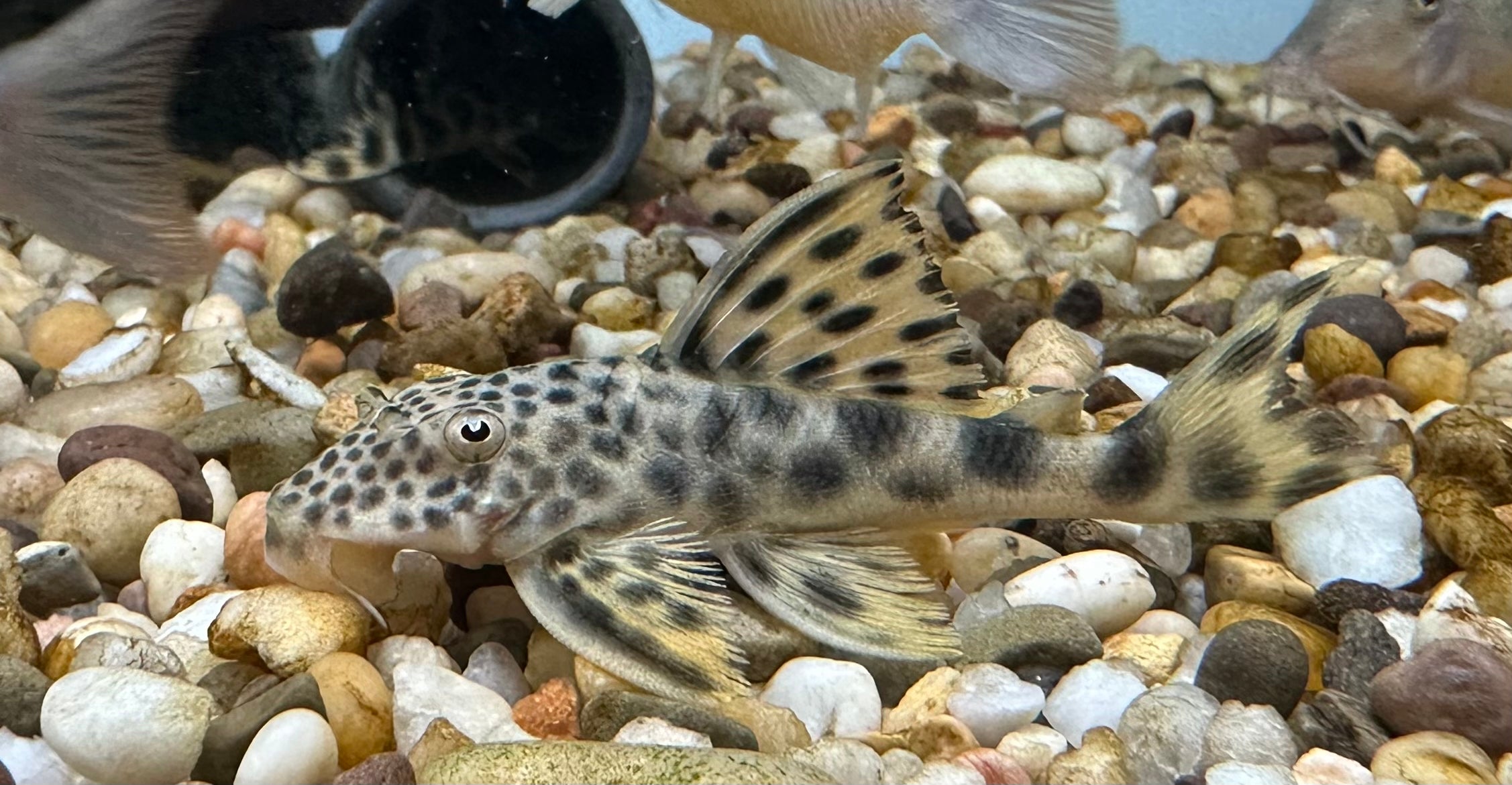L075 Para Pleco (2.5”)