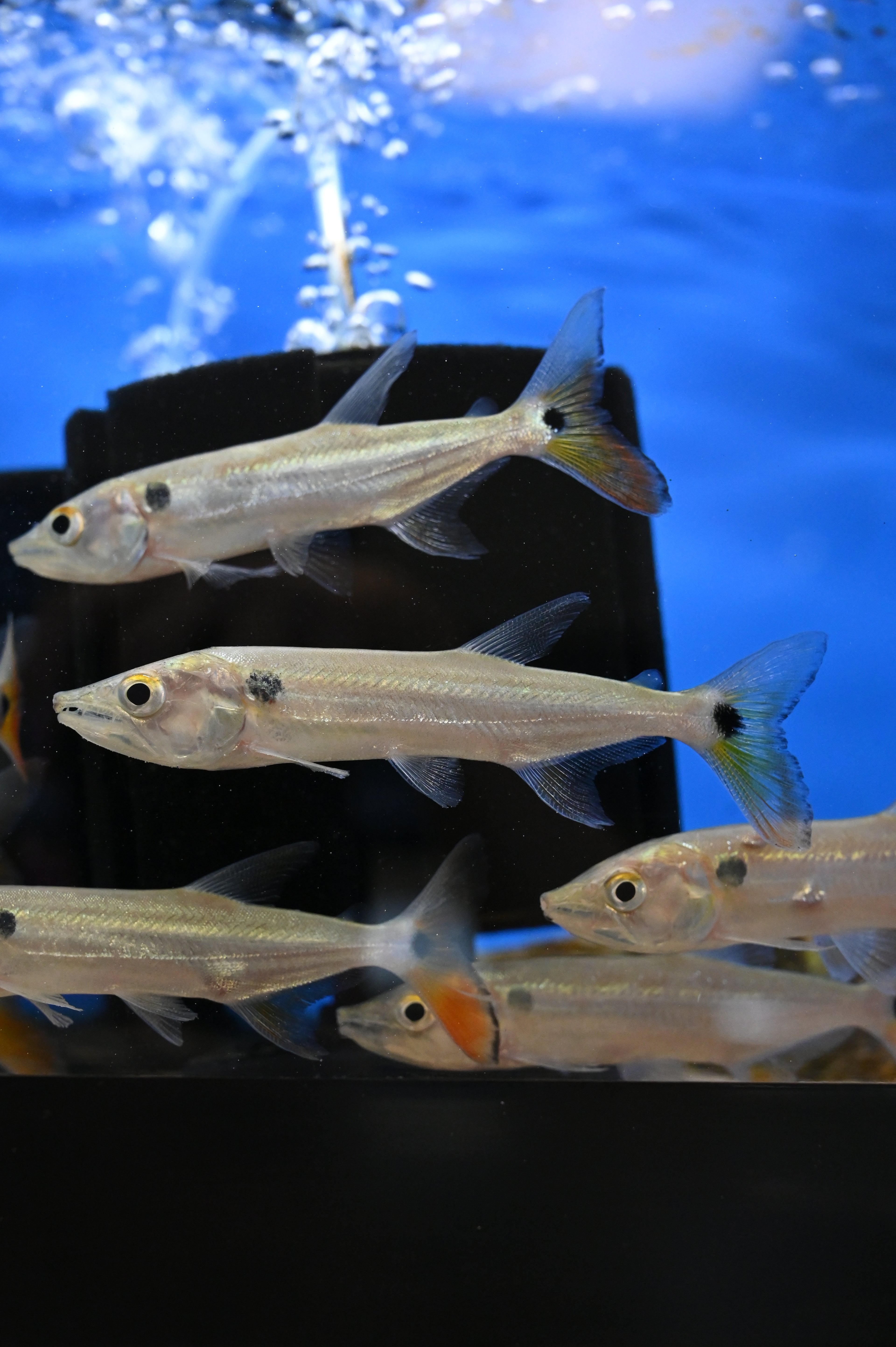 Redfin Barracuda (4-5”)
