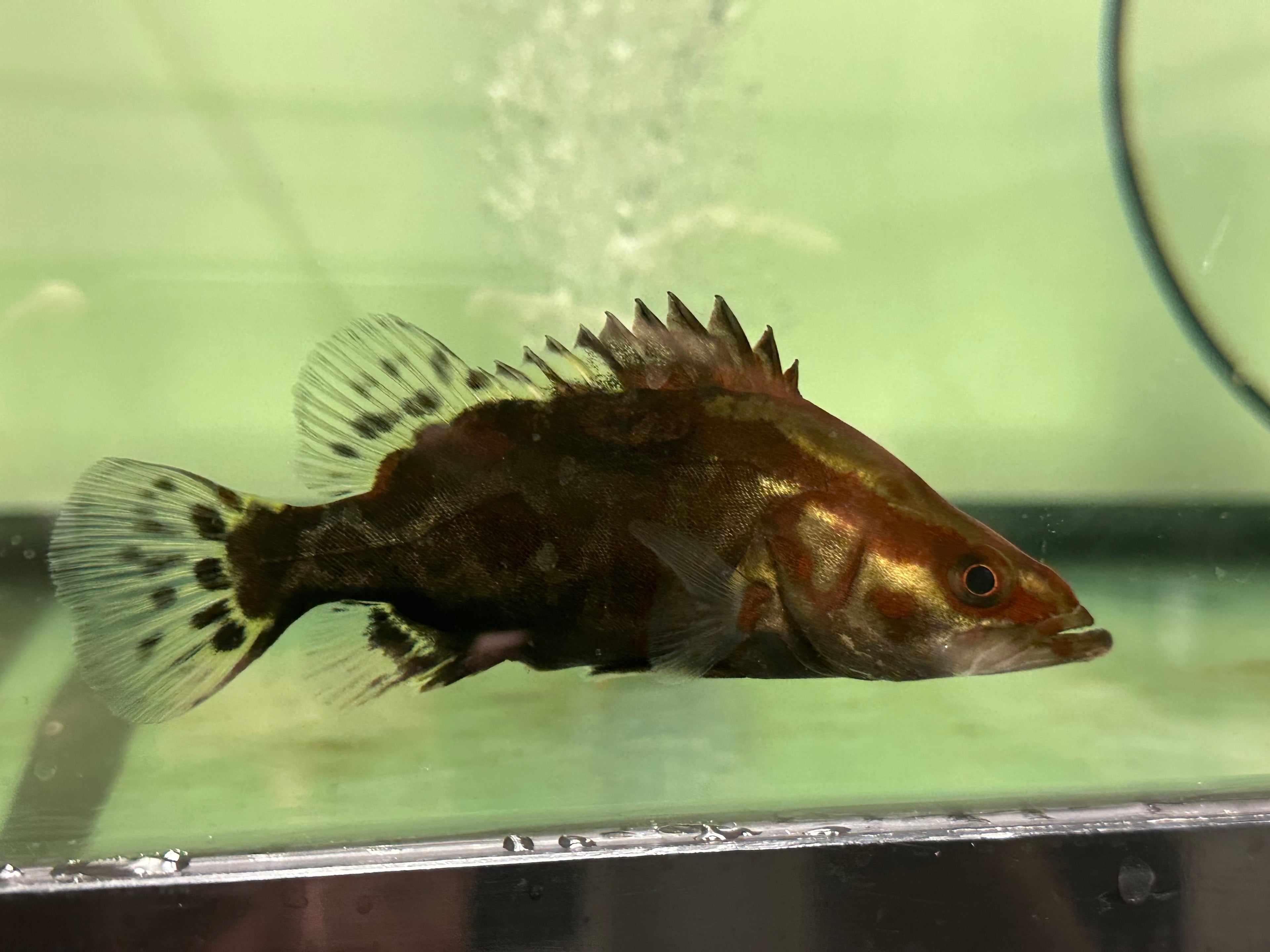 Chinese Perch (5-5.5”)