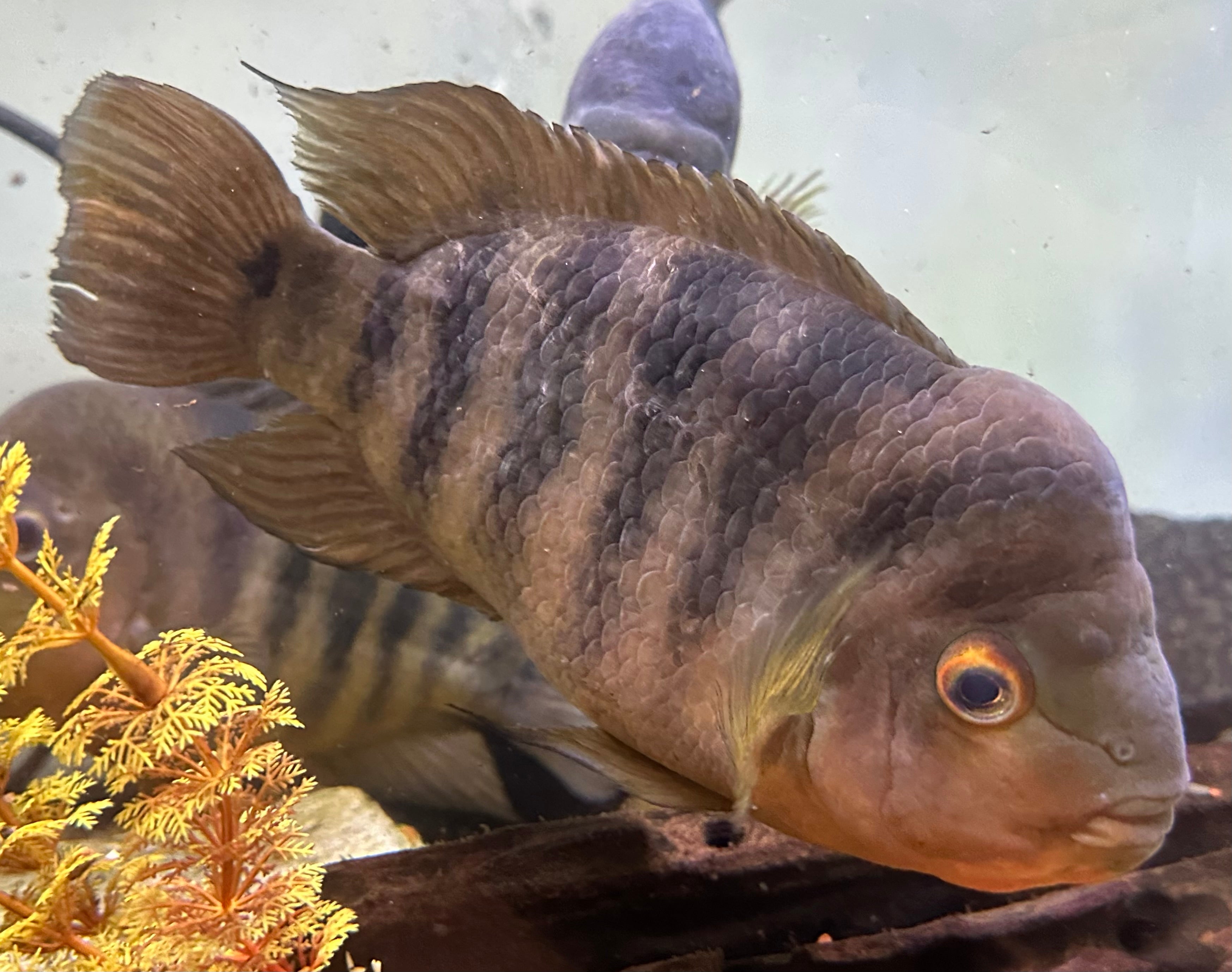 XL Red Isleta Midas Cichlid (7-8”)