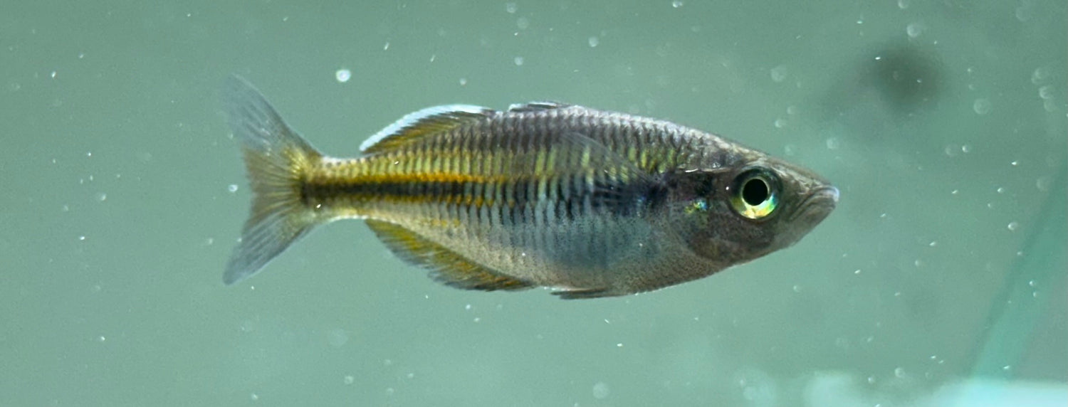 Female Bosemani Rainbow (2”)