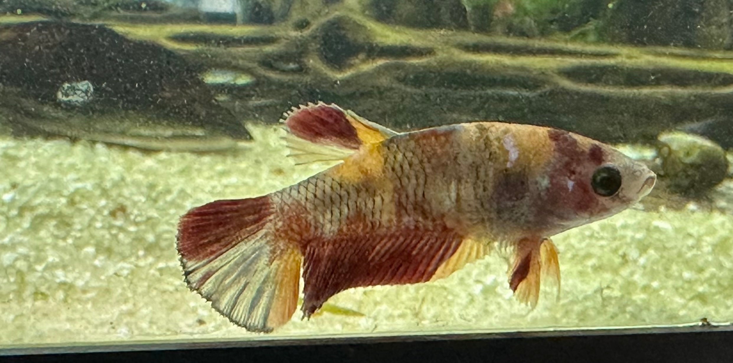 Koi Betta Female (2”)