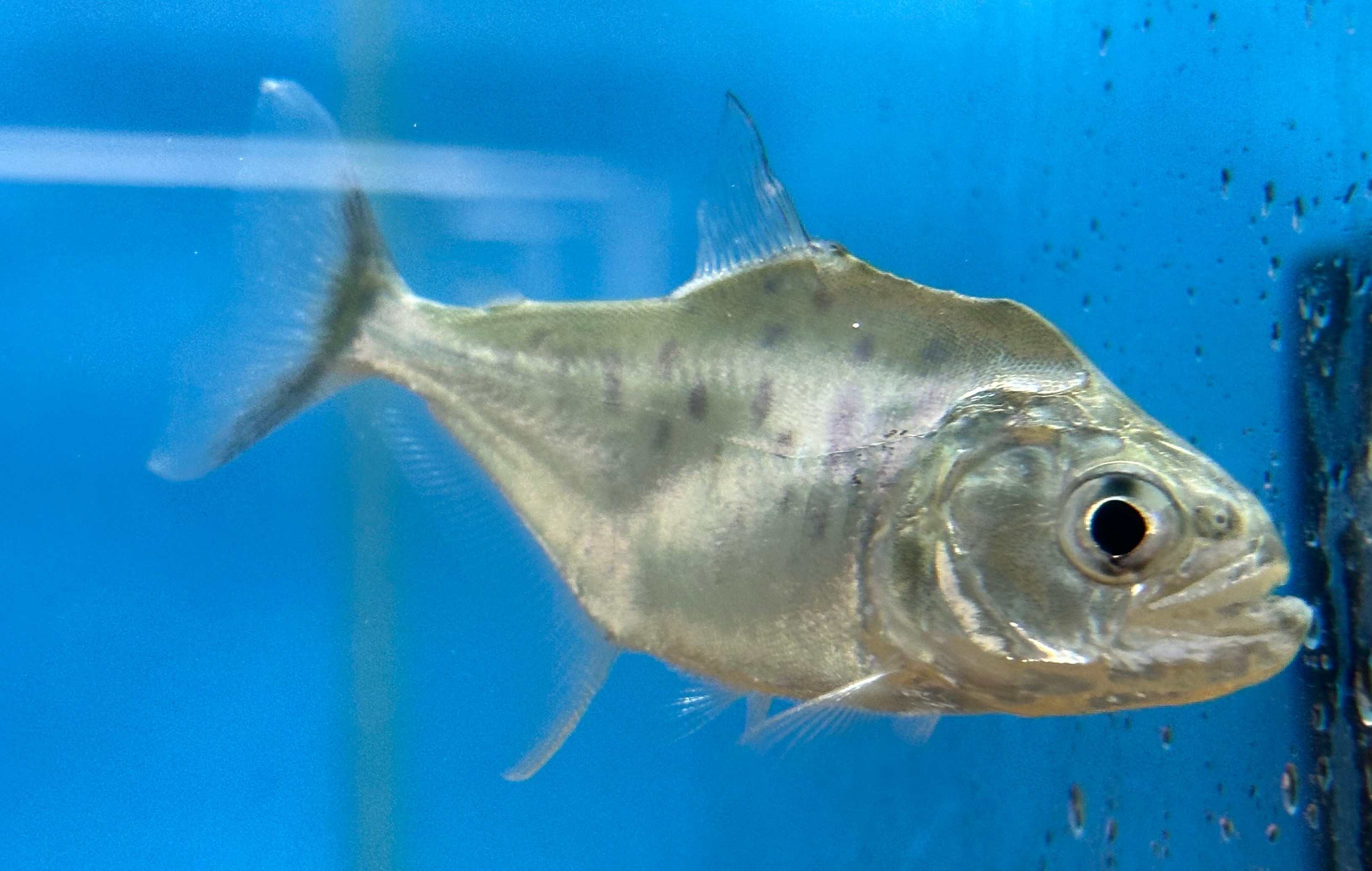 Manueli Piranha (3-3.5”)