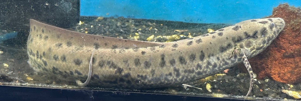 LARGE African Lungfish (14-15”)