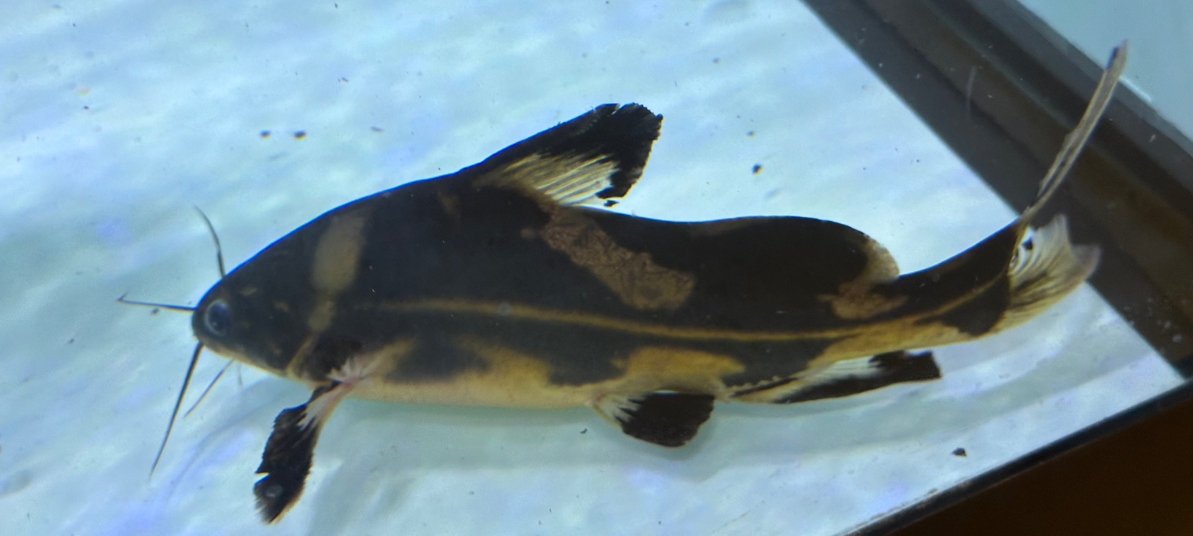 XL Harlequin Lancer Catfish (7-8”)