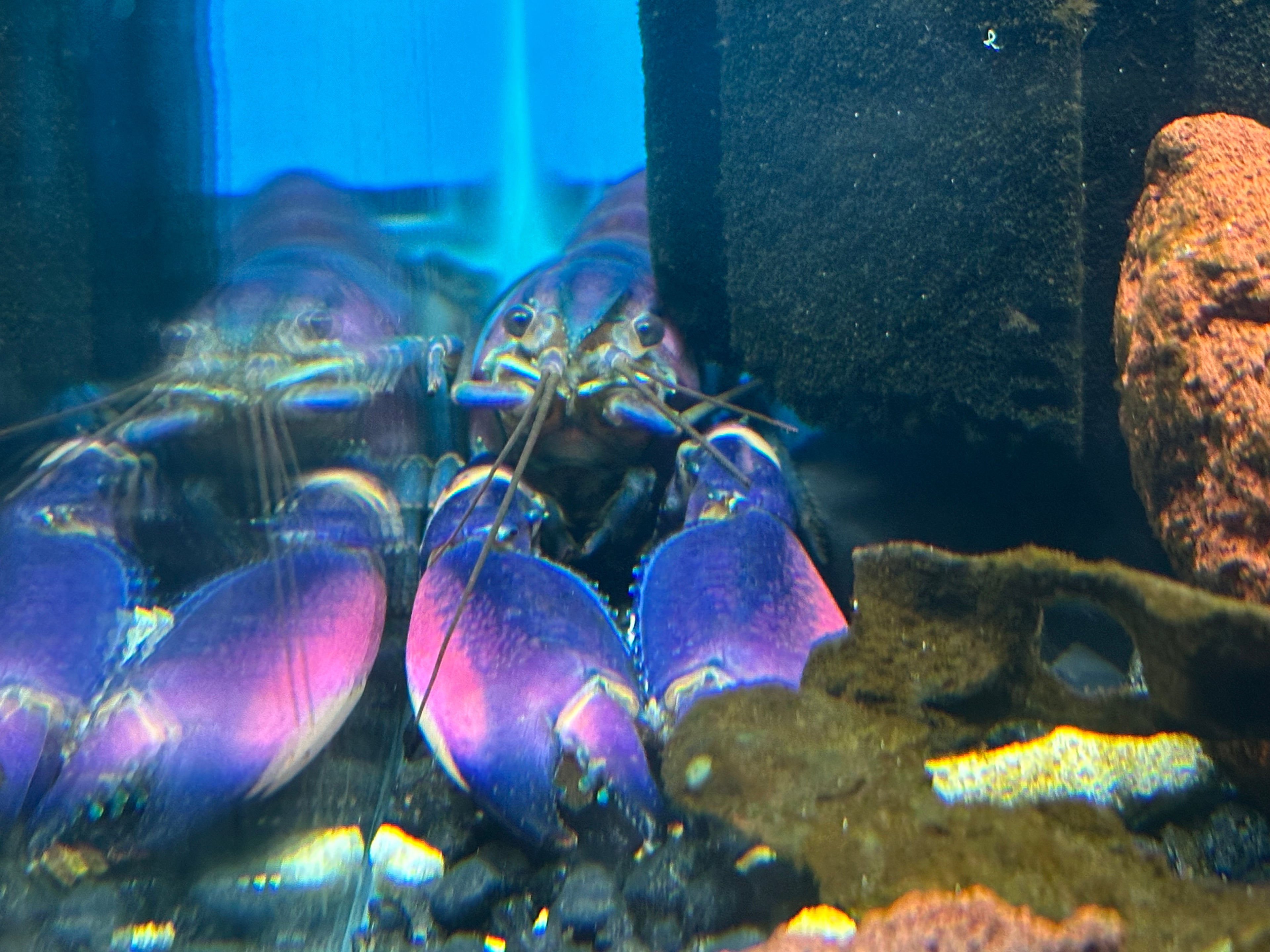 Purple Papuan Crayfish (6”)