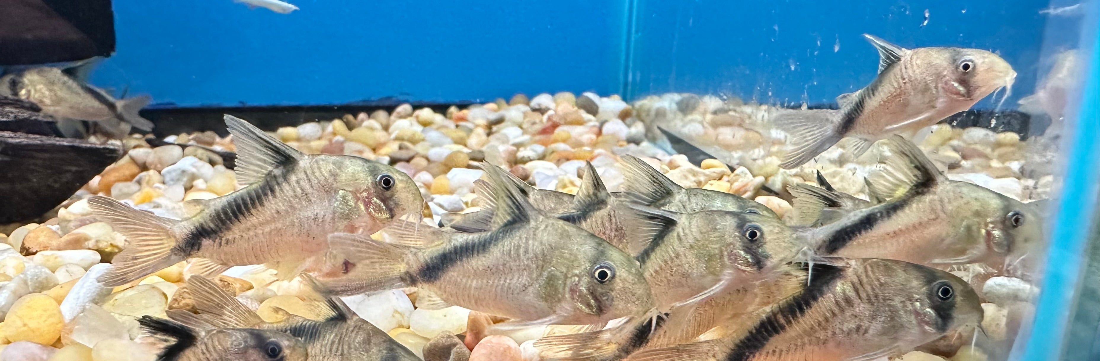 Melini Cory (1,5”)