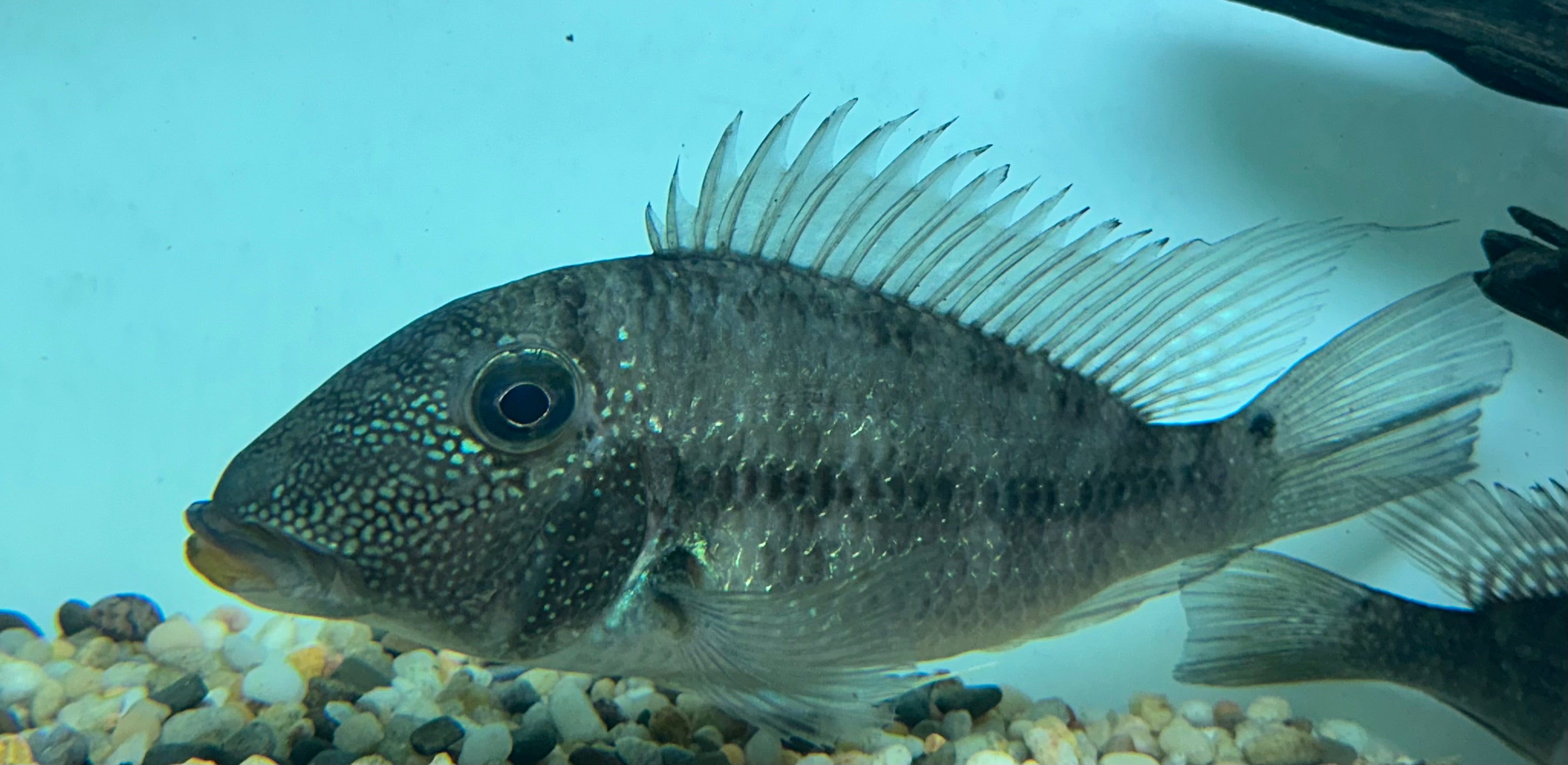 Jumbo Jurupari Geophagus (7-8”)