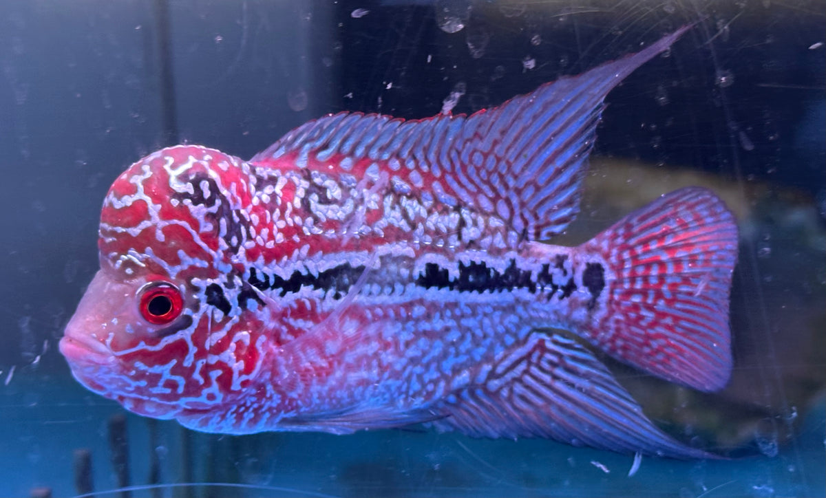 Super Red Dragon Flowerhorn (4-4.5”)