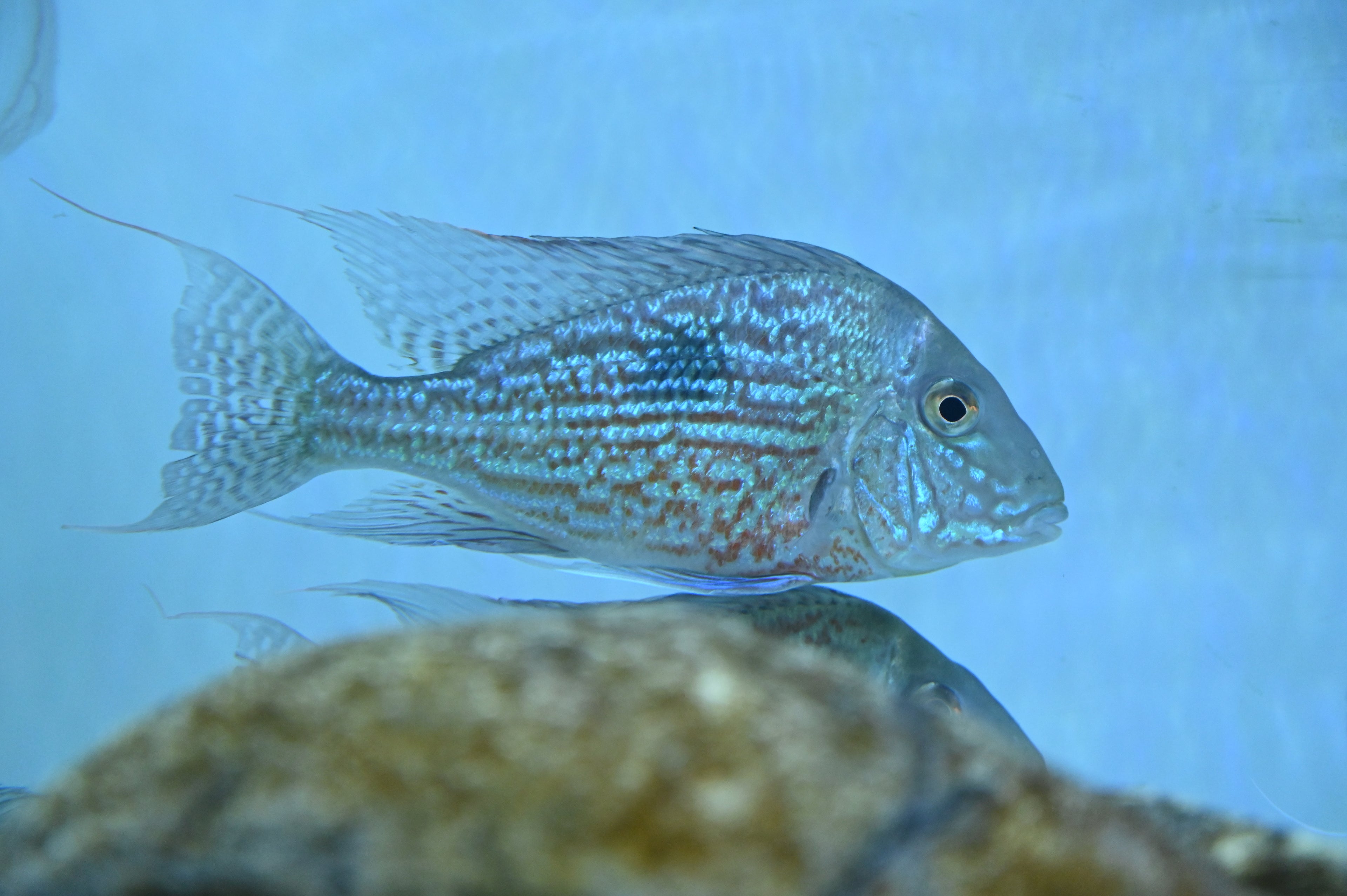 Large Sveni Geophagus (6-6.5”)