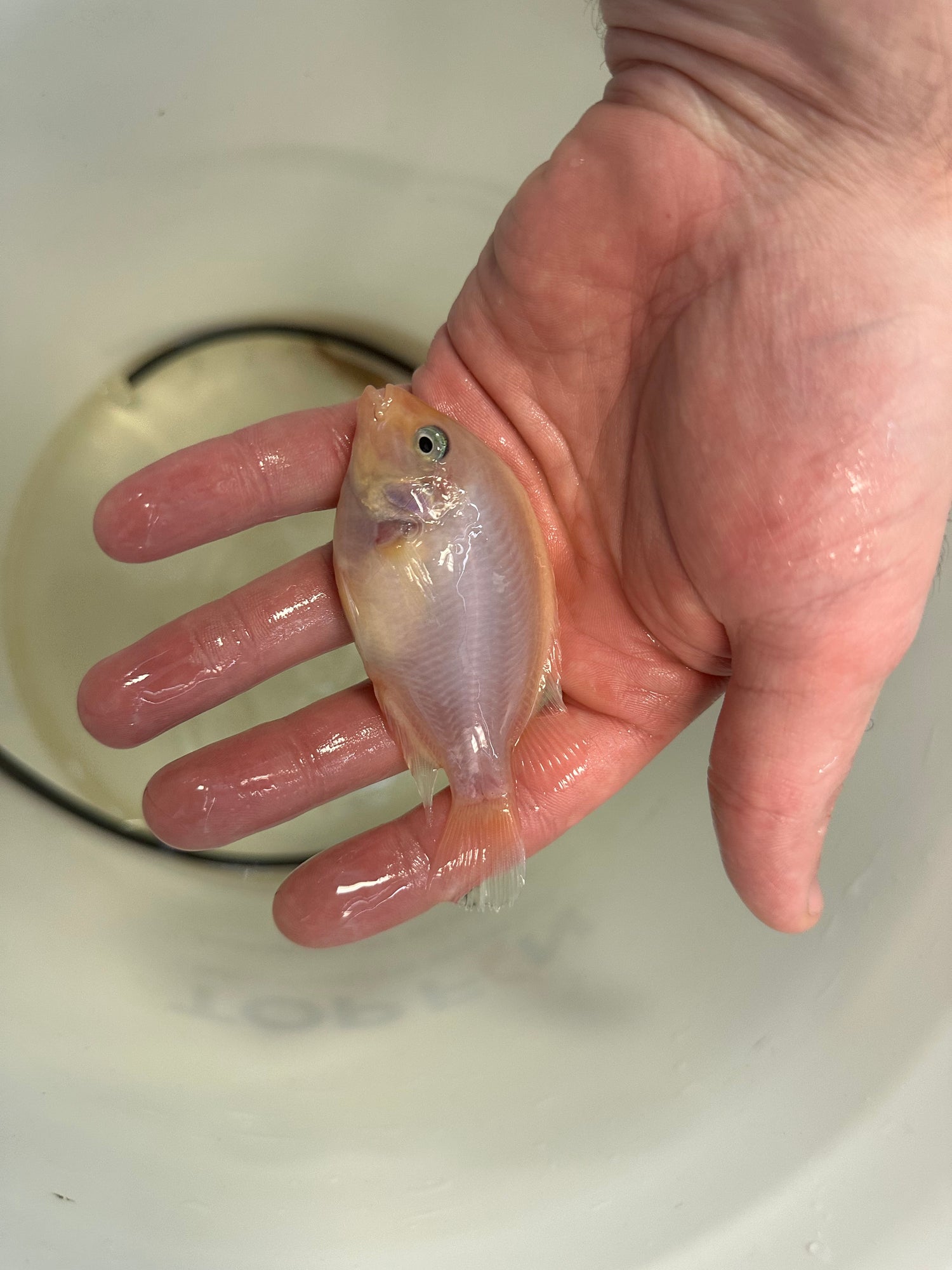 Marble Fenestratus Vieja (2.5”+)