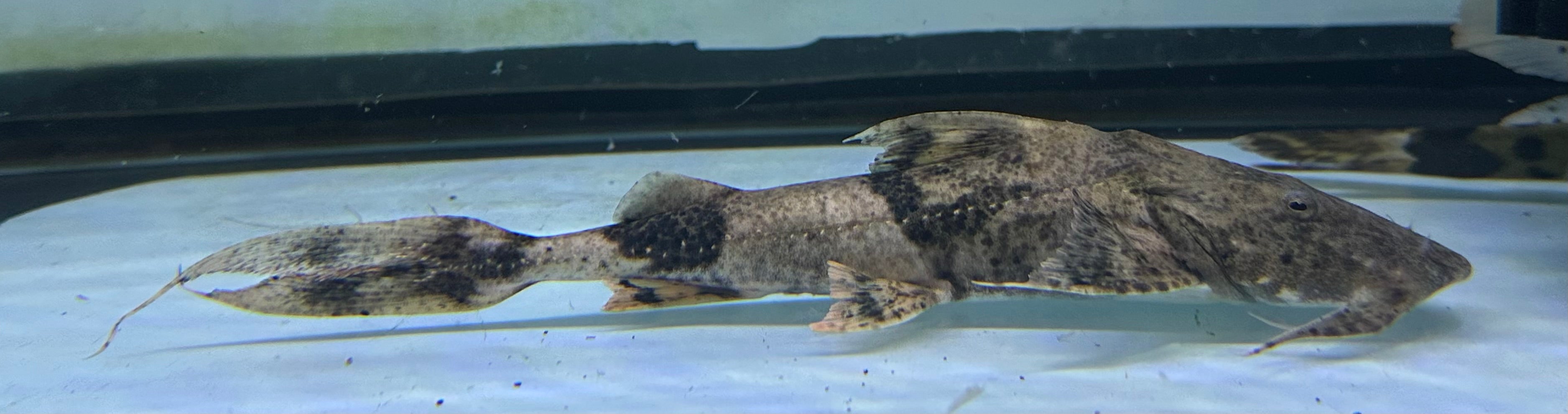 Yarelli Goonch Catfish (7.5-8”)