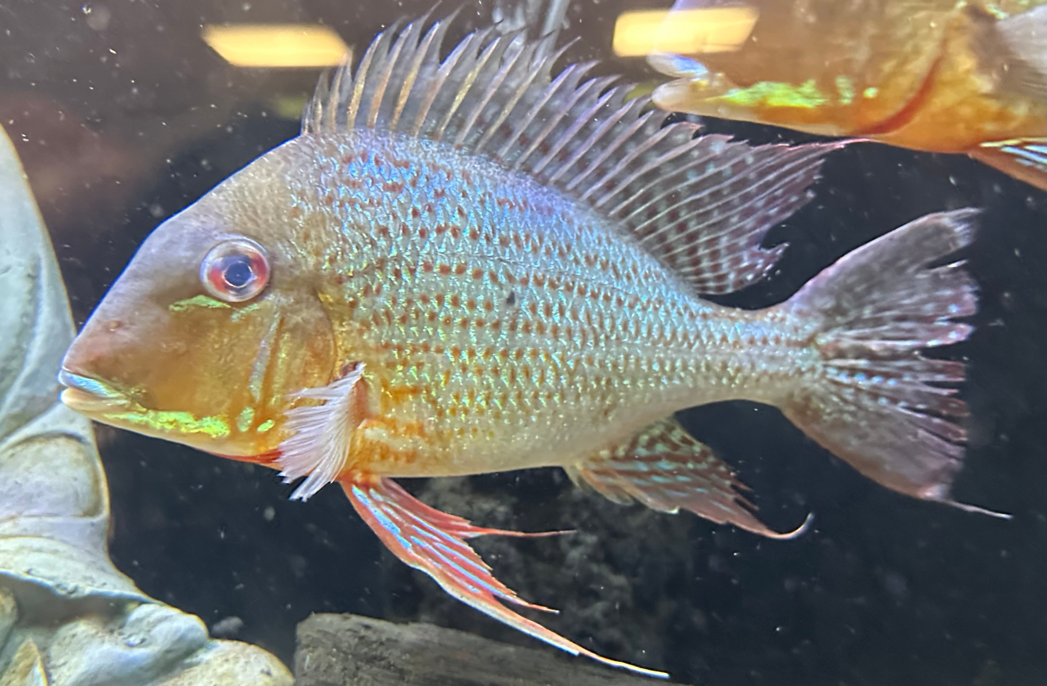 XL Altifrons Geophagus (7.5-8.5”)