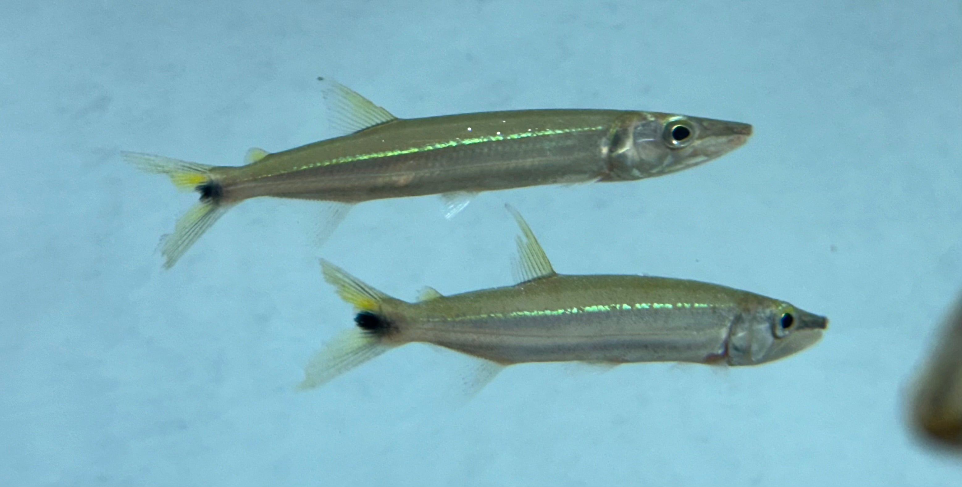 Barracuda de cola amarilla (3,5-4”)