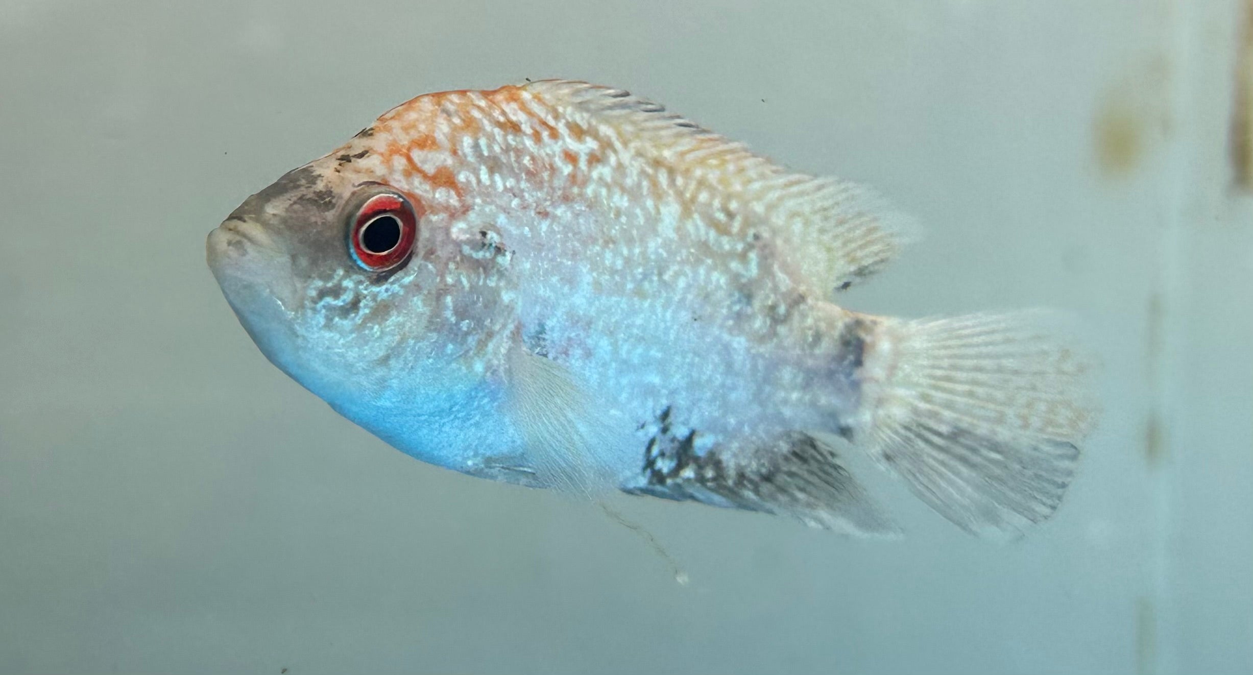Goldenbase Flowerhorn (3”)