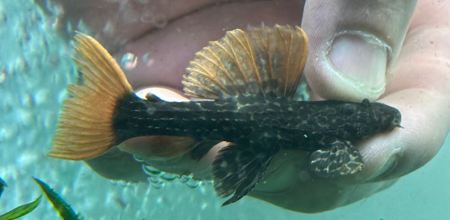 L600 Leopard Cactus Pleco (2.5”)