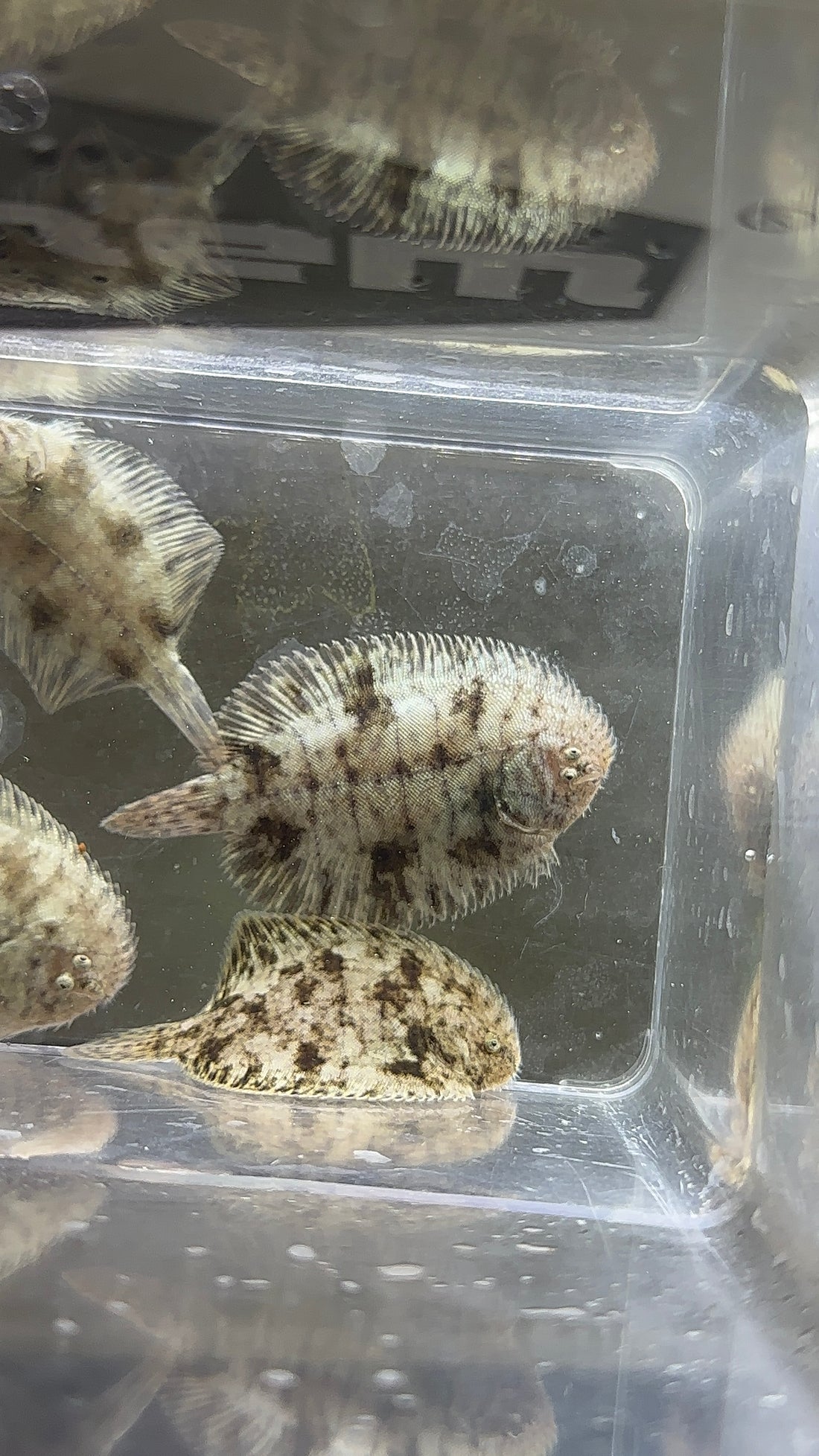 Hogchoker Flounder (1.5-2”)