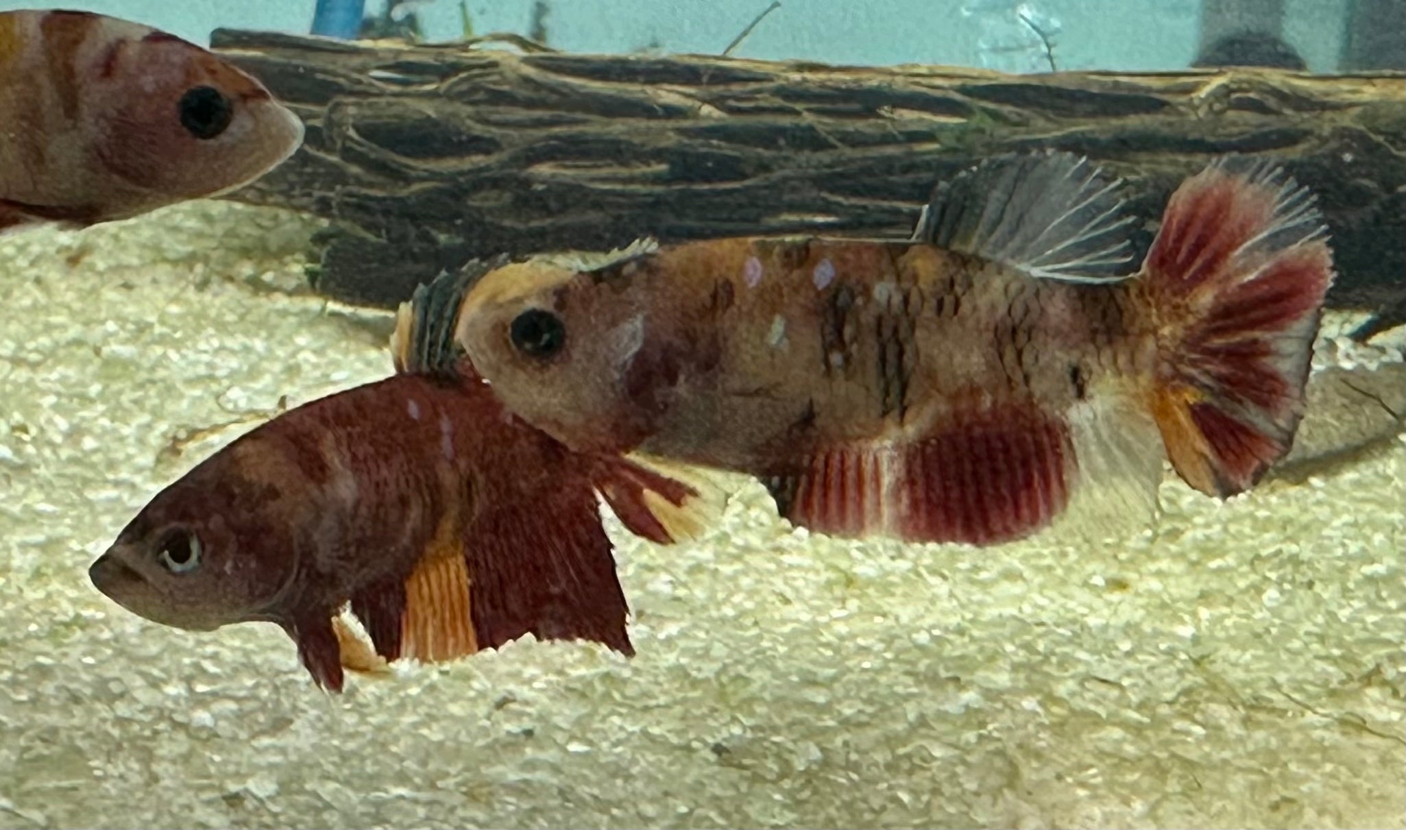 Koi Betta Female (2”)