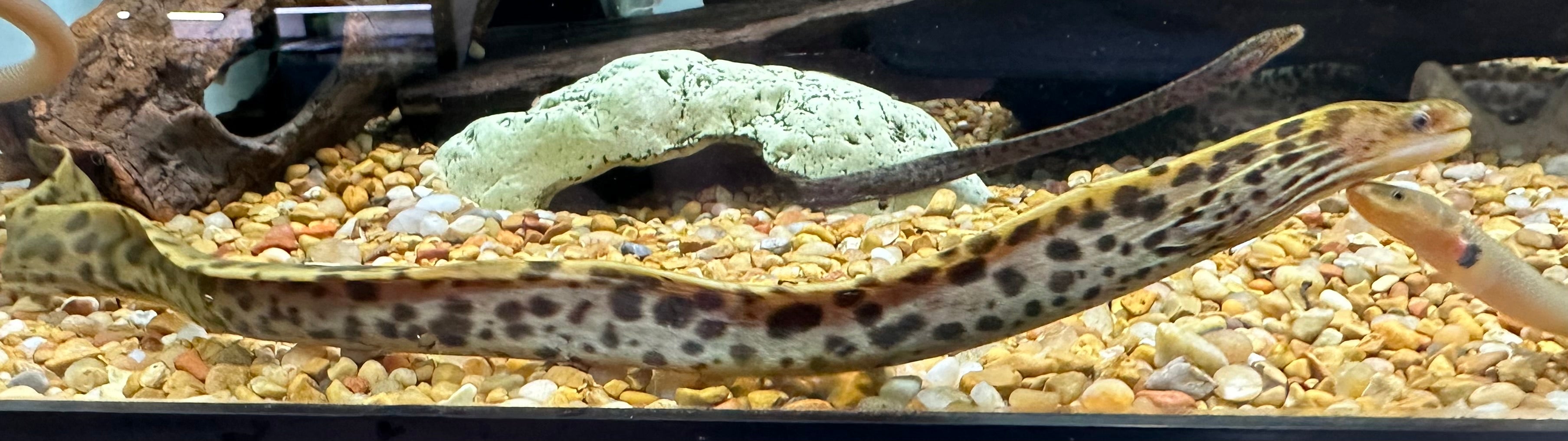 Tiger Moray Eel (11-12”)