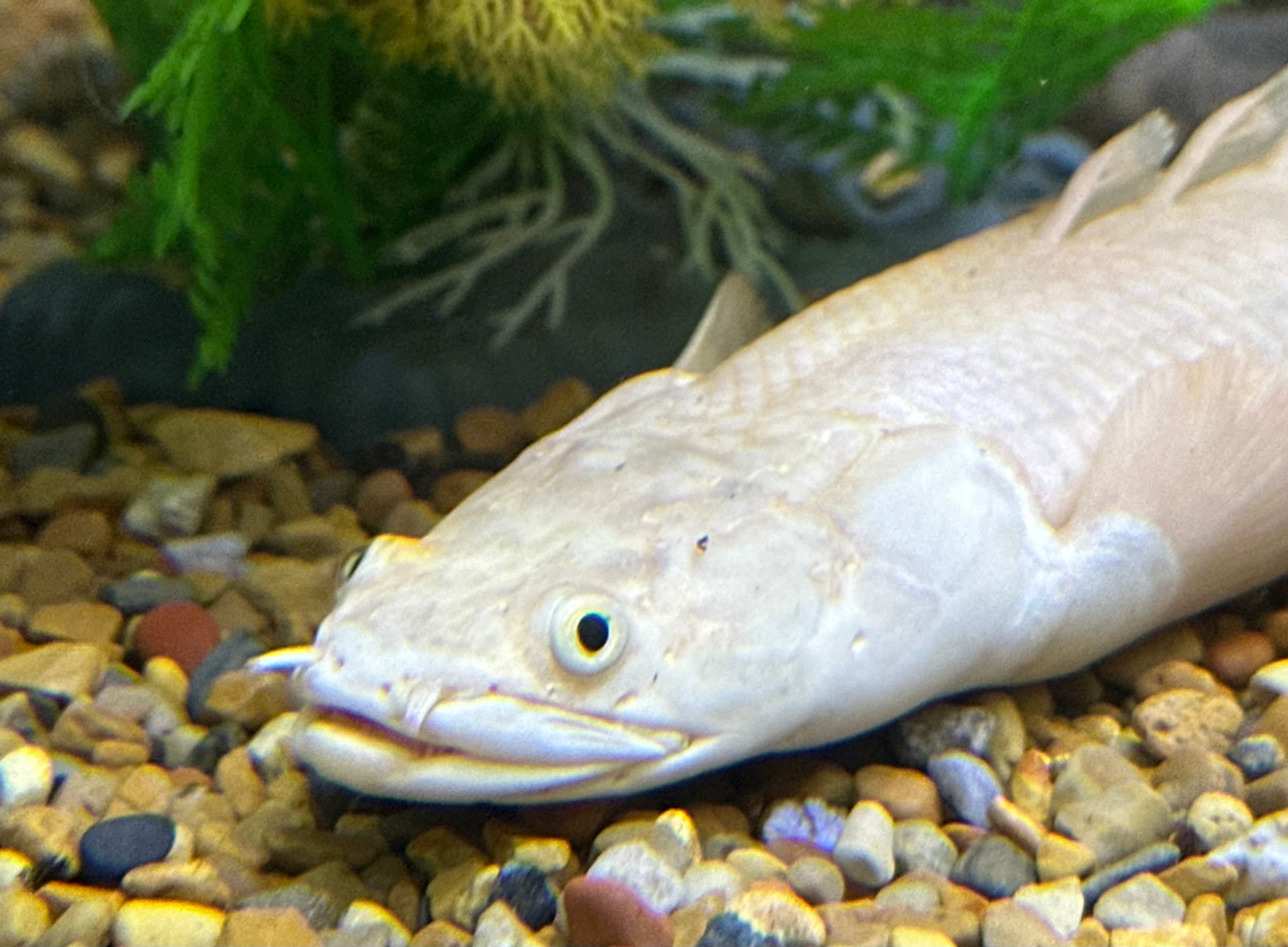 XL “A Grade” Platinum Endlicheri Polypterus (12-13”)