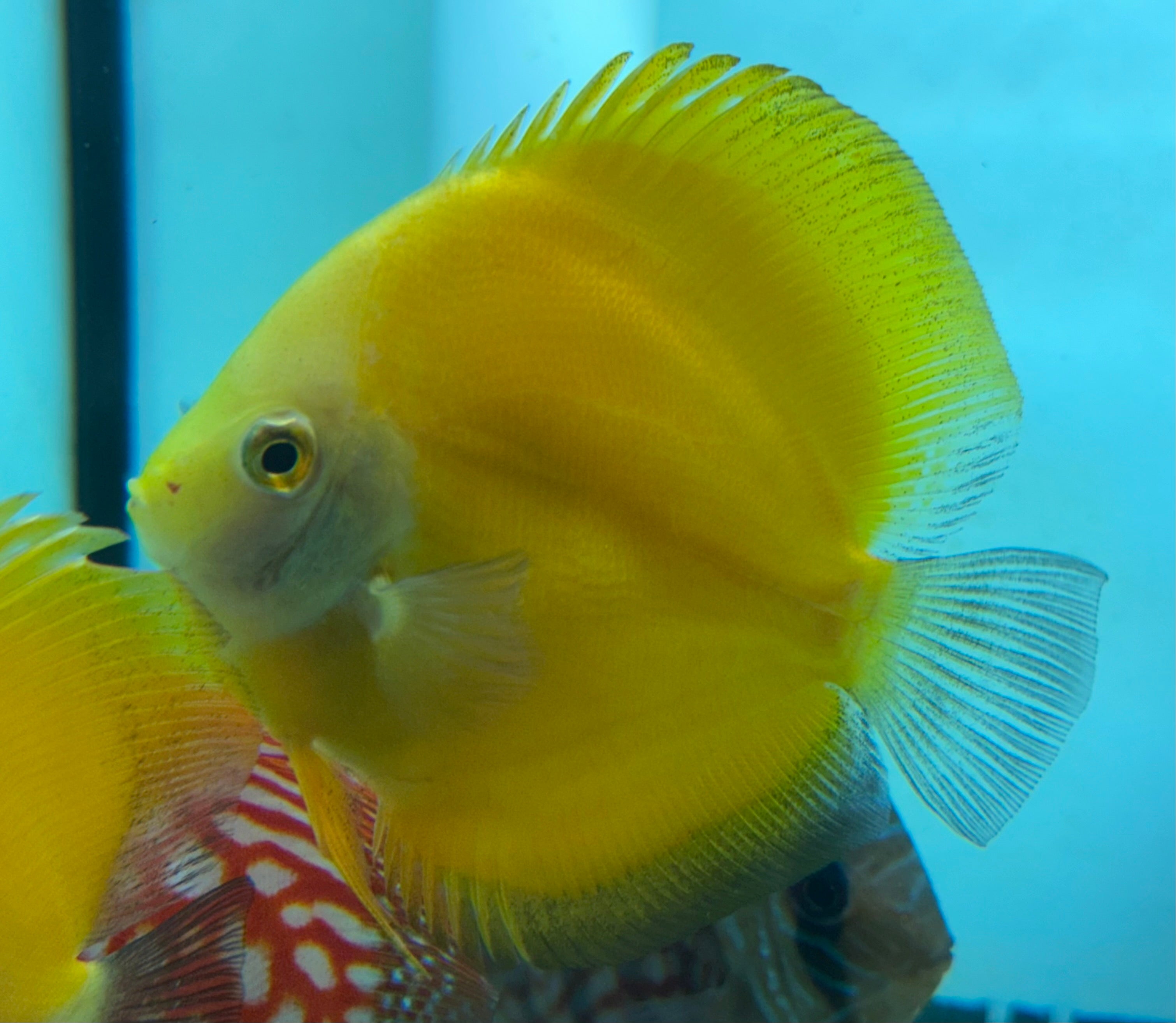 Large Assorted Discus (4-5”)