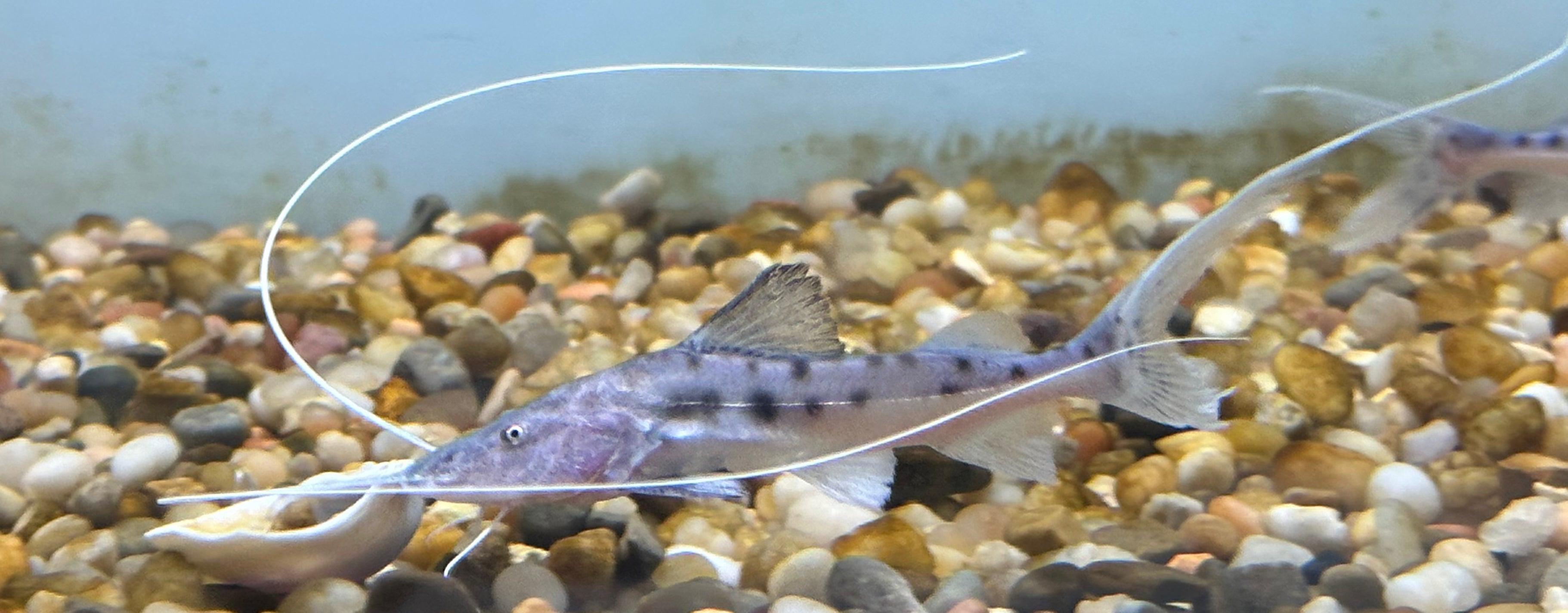 Piraiba Catfish (3-3.5”)