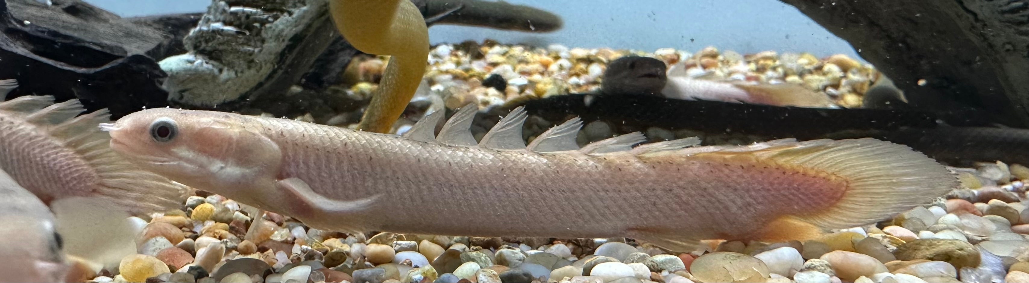 Gold Senegal Polypterus (5-5.5”)