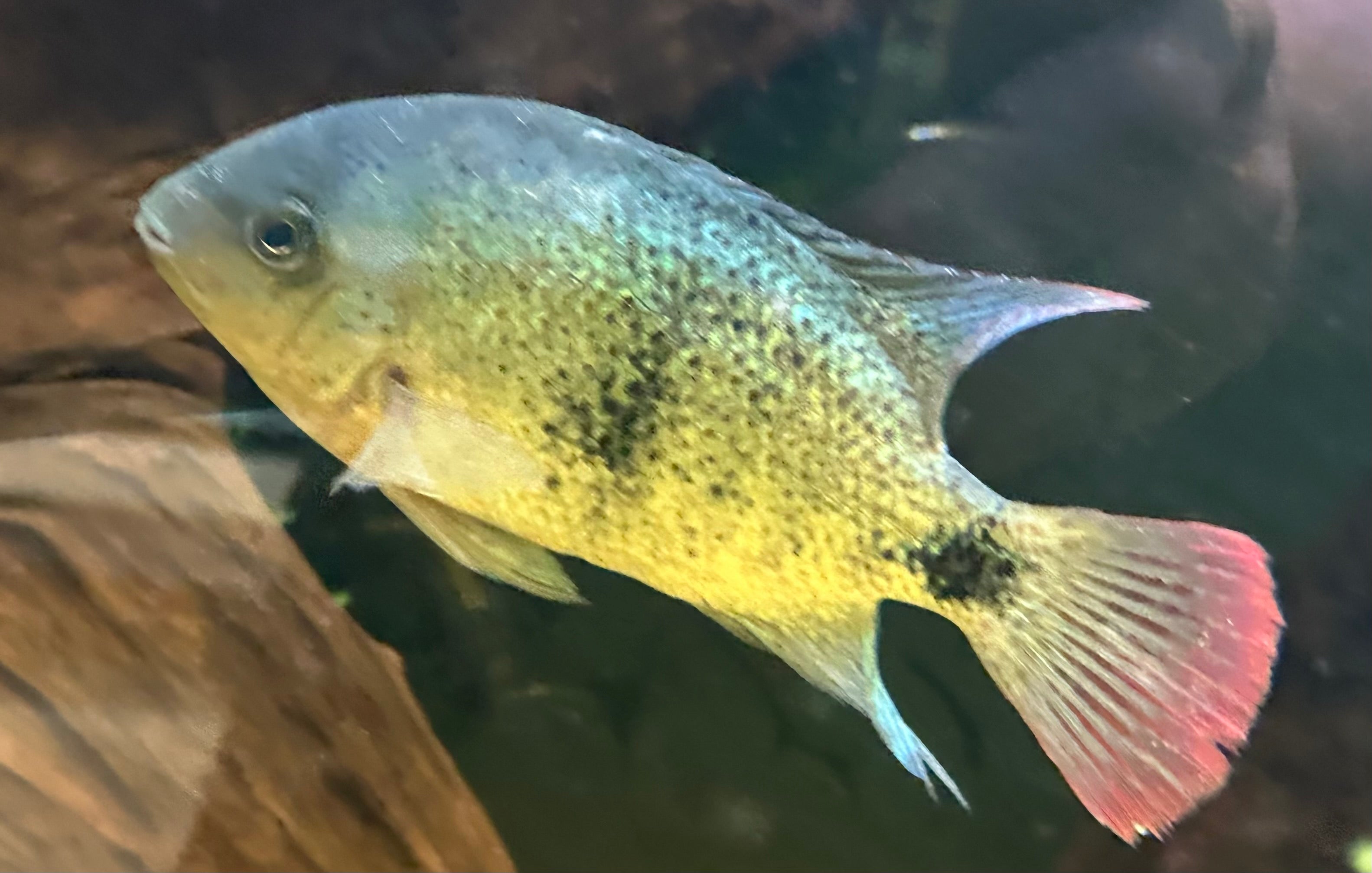 Black Belt Cichlid (6-6.5”)