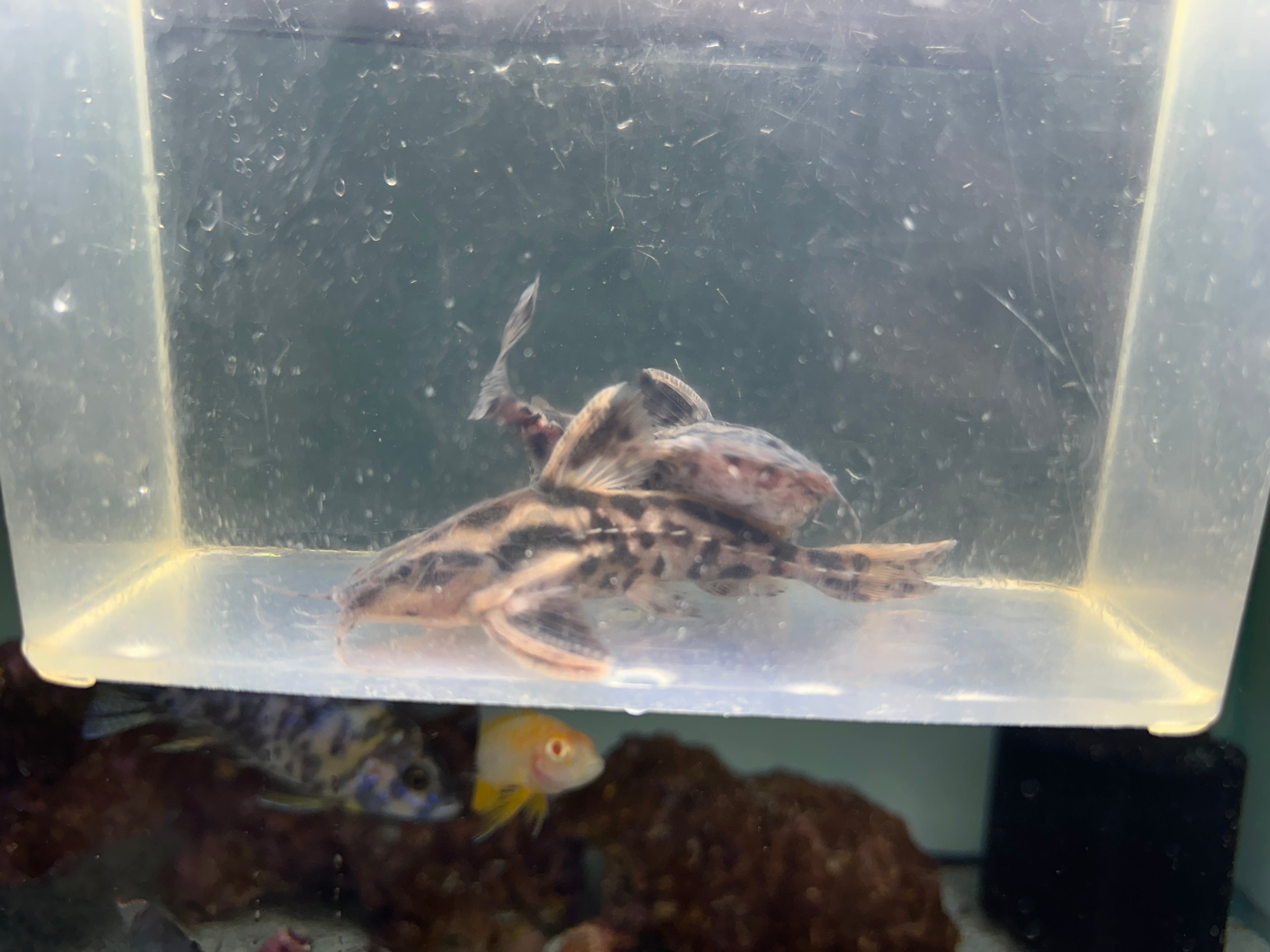 Irwini Catfish (3.5”)