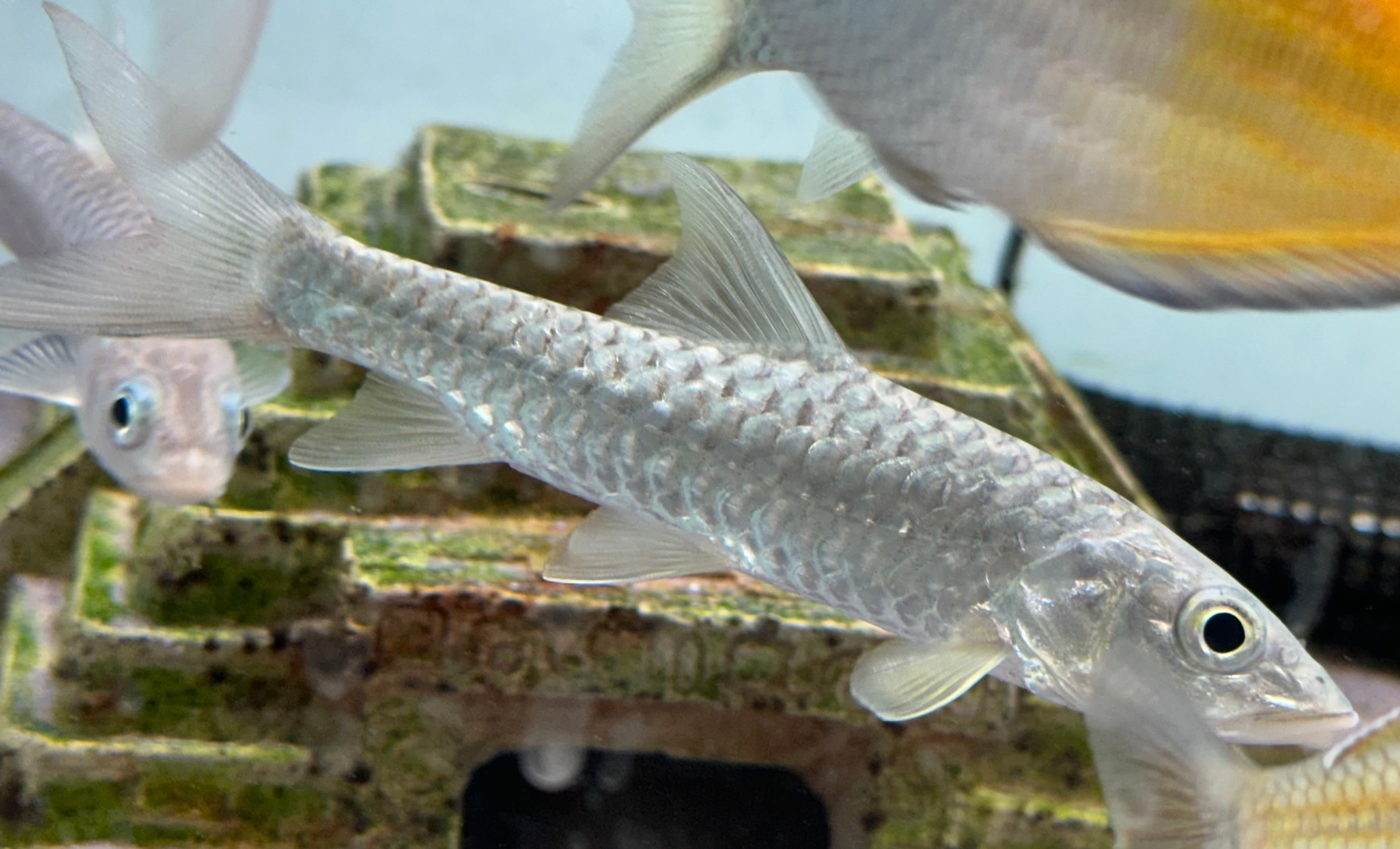 Golden Mahseer (5-6”)