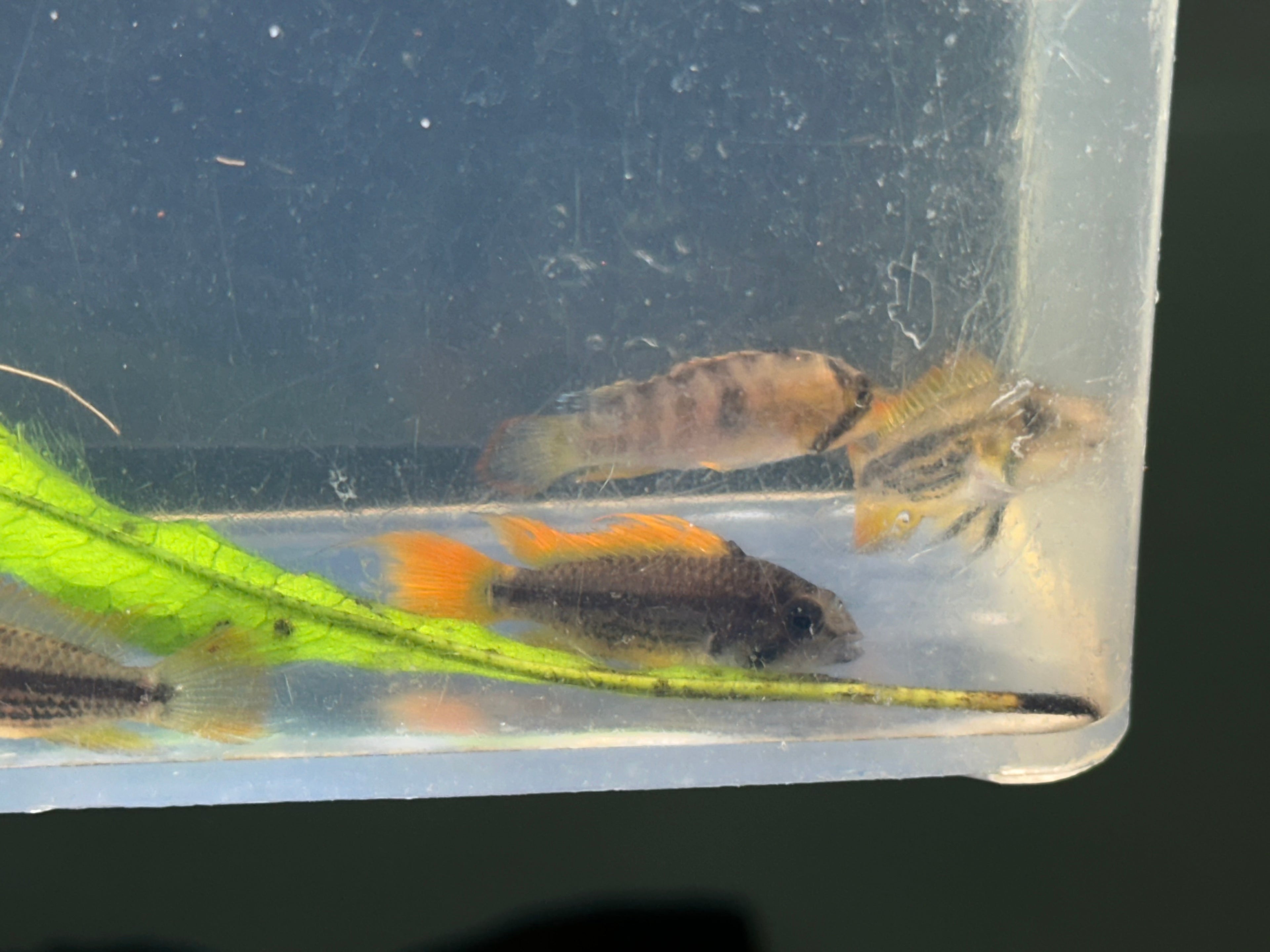 Orange Cockatoo Apisto Cichlid (1.25”)