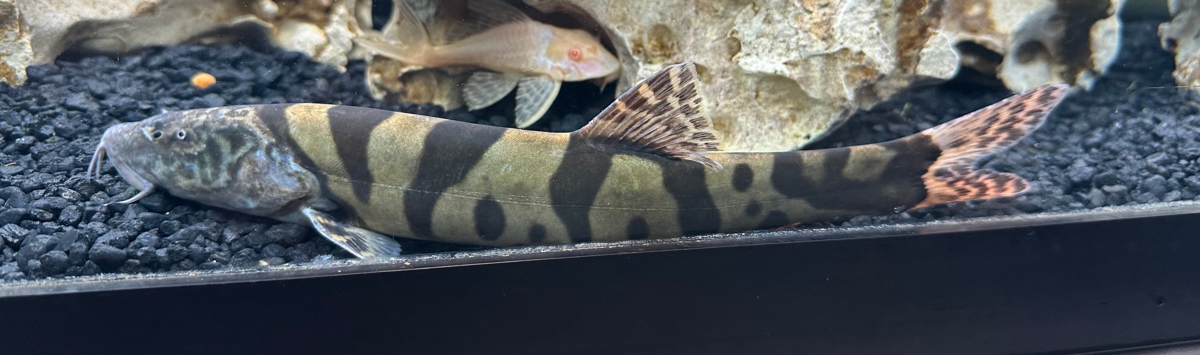XL Imperial Flower Loach (8-8.5”)