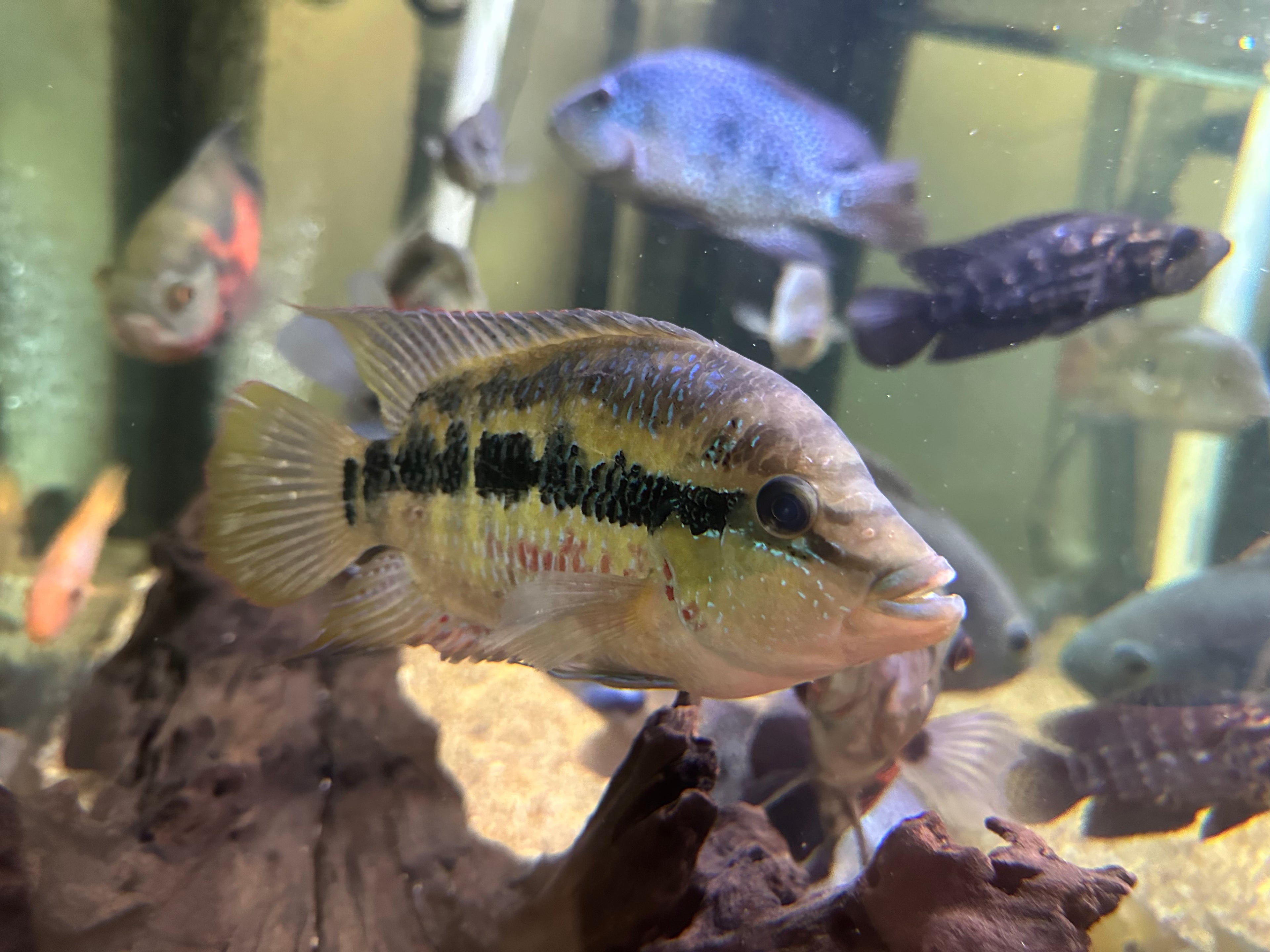 Salvini Cichlid (6.5-7”)