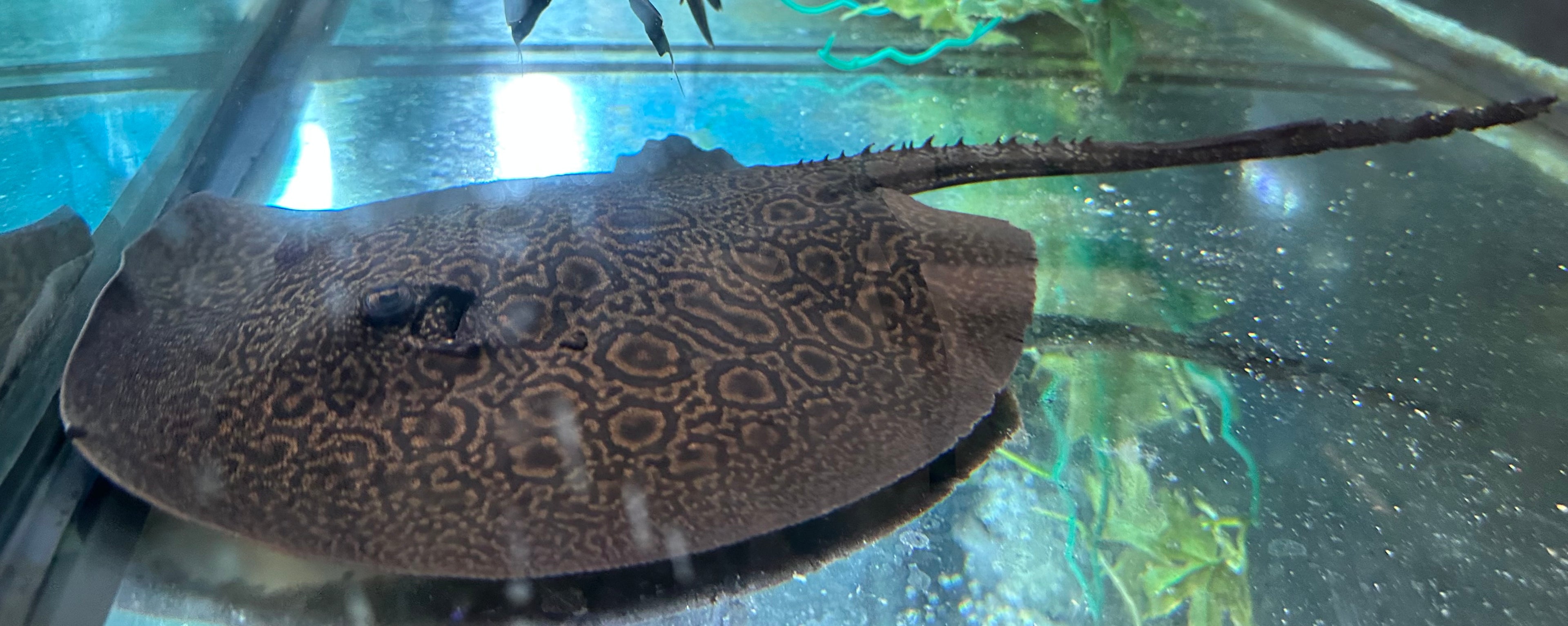 LARGE Motoro Hybrid Stingray (Female 11-12”)