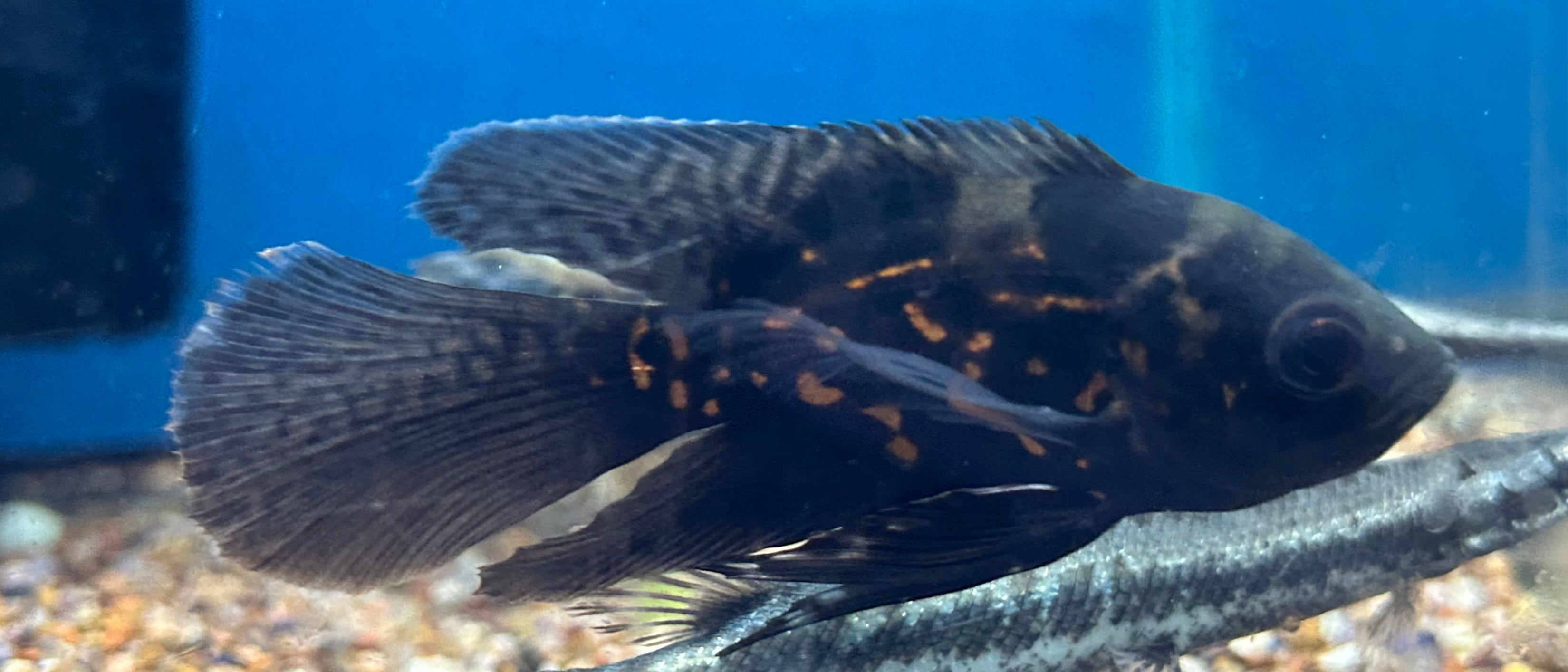 Longfin Tiger Oscar (2.5”)