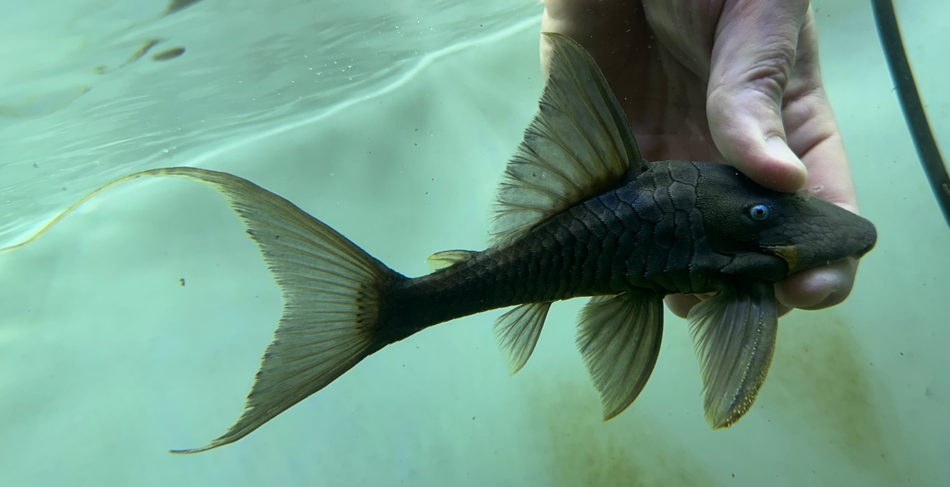 Blue Eye Panaque Pleco (7”)