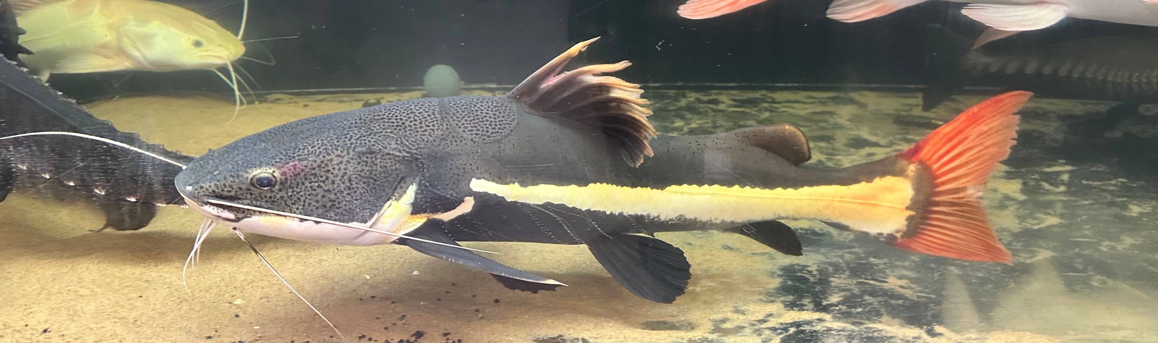Jumbo Redtail Catfish (30”+)