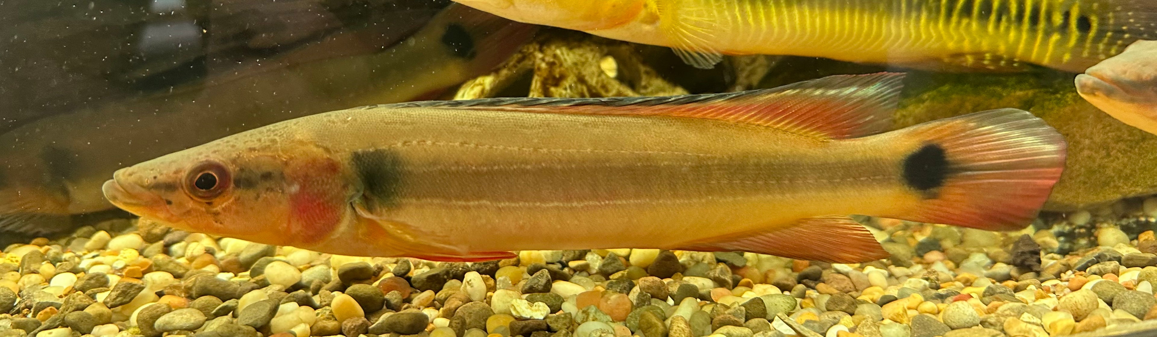 Lucio Atabapo Rojo (10-11”)