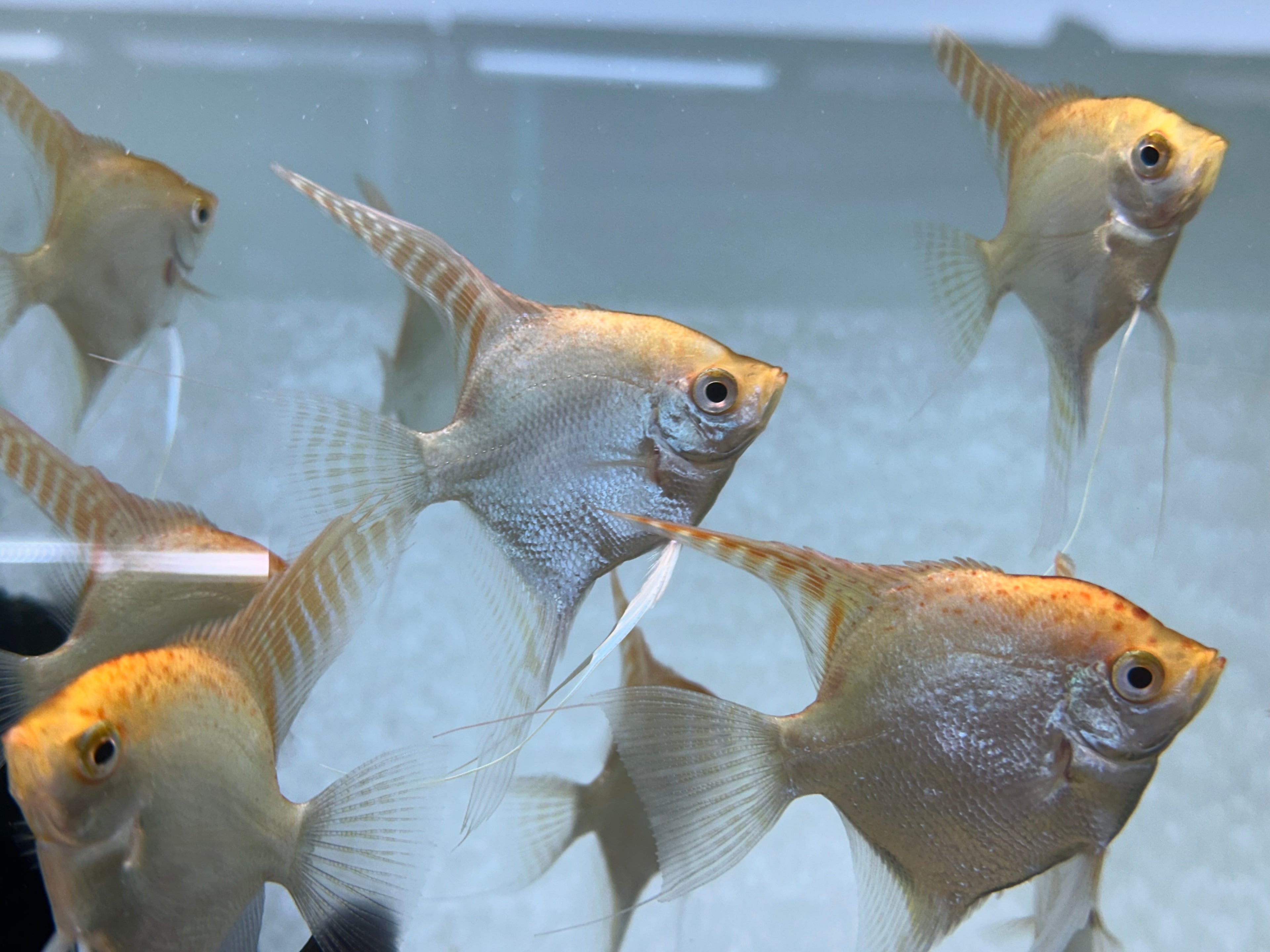 Gold Angel (2.5-3”)