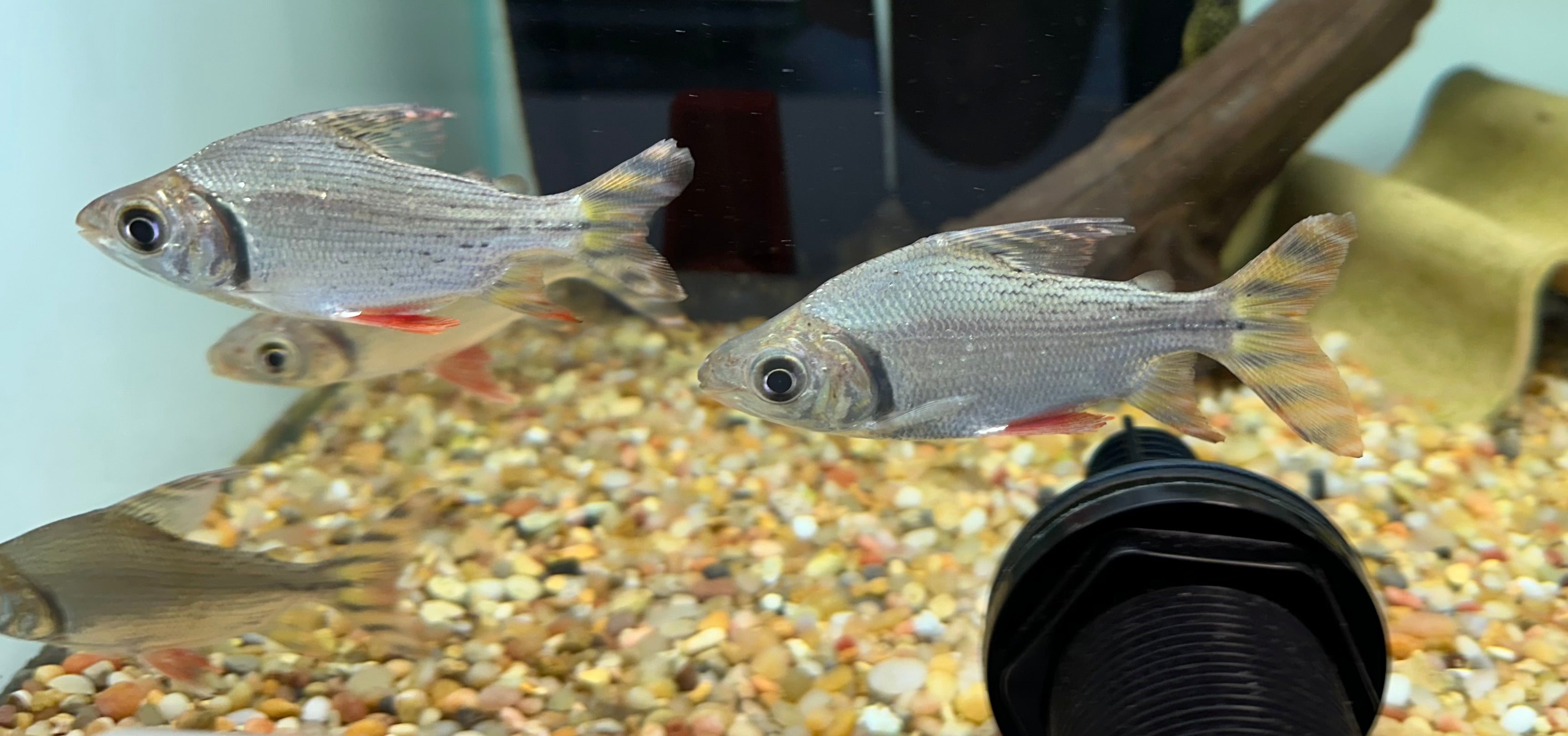 Flagtail Prochilodus (2.75-3”)