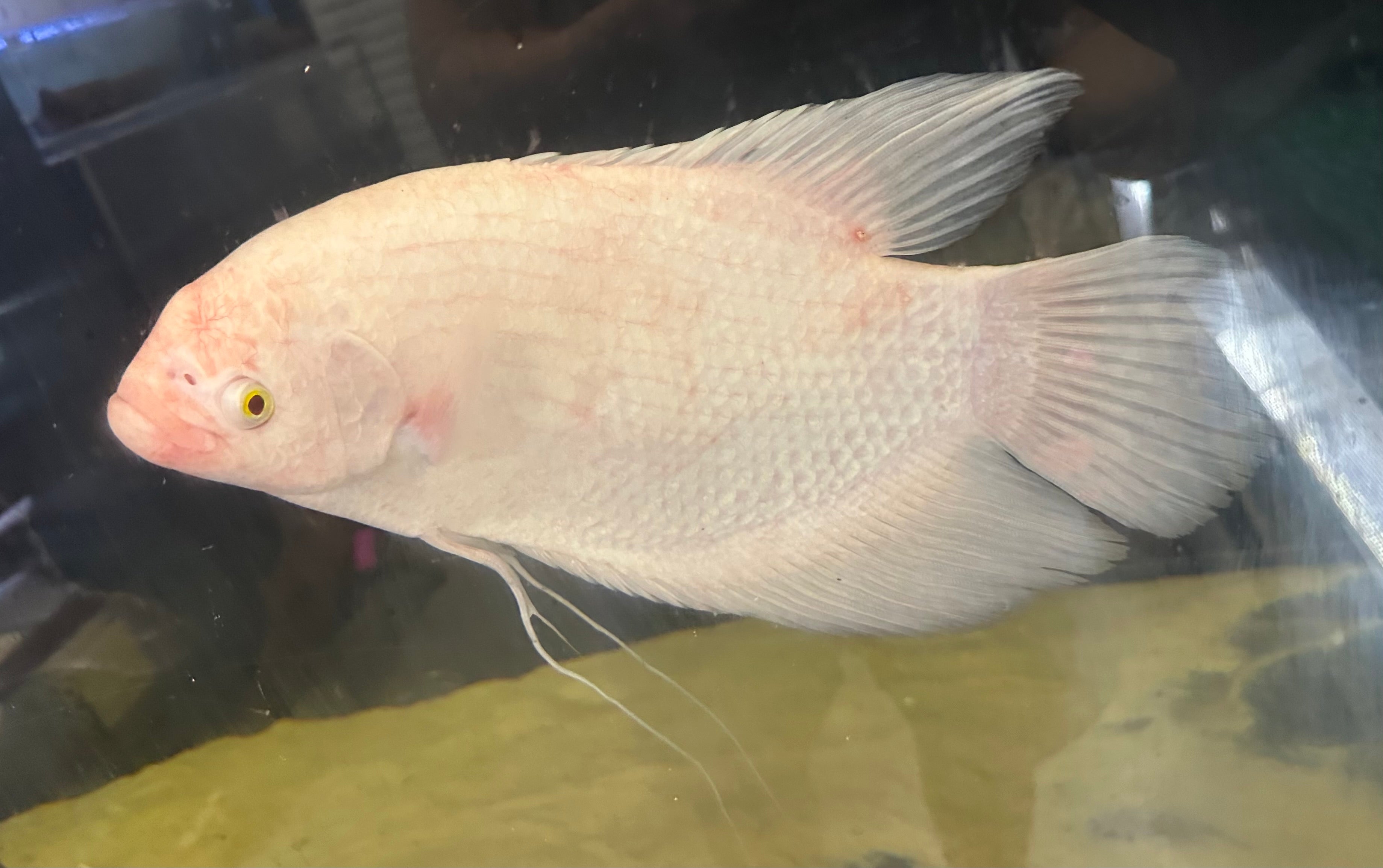 XL Albino Giant Gourami (15”)