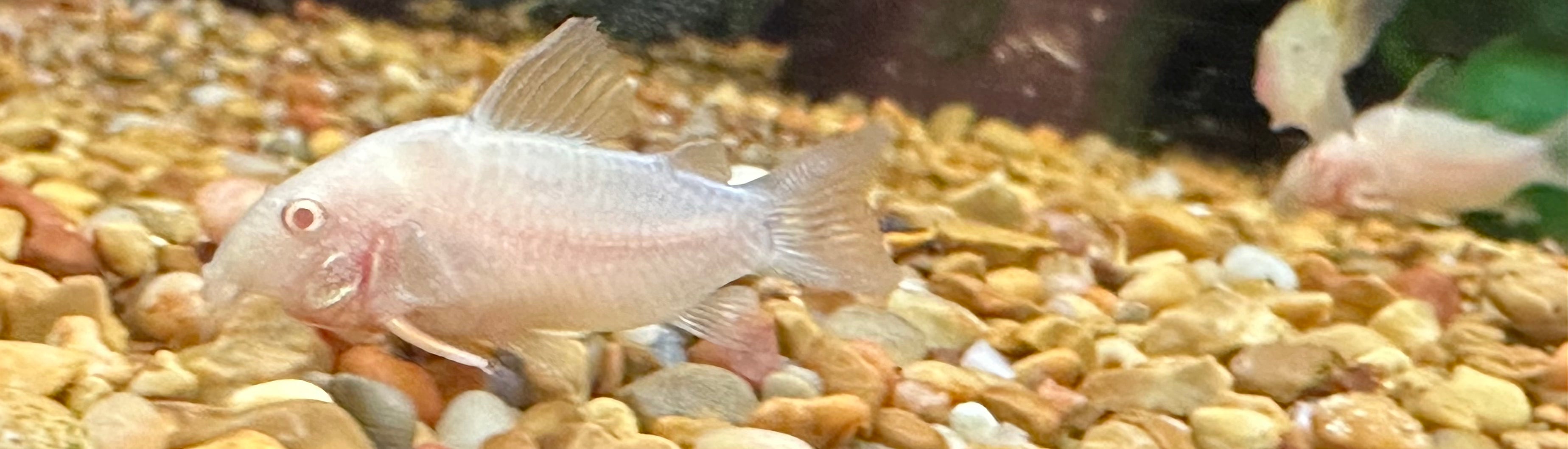 Albino Sterbai Cory (1.5”)